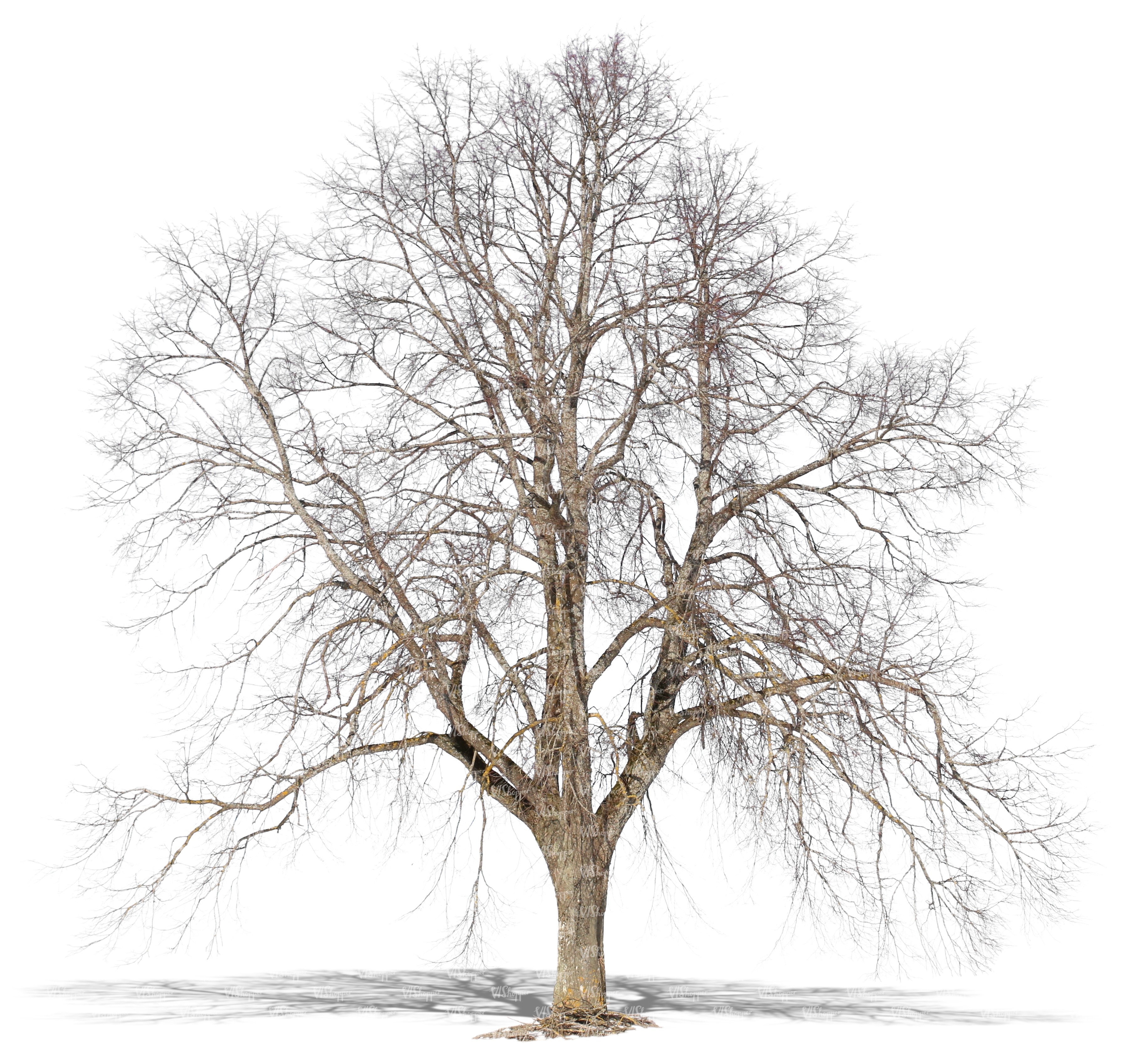 big cut out bare tree in wintertime - cut out trees and plants ...
