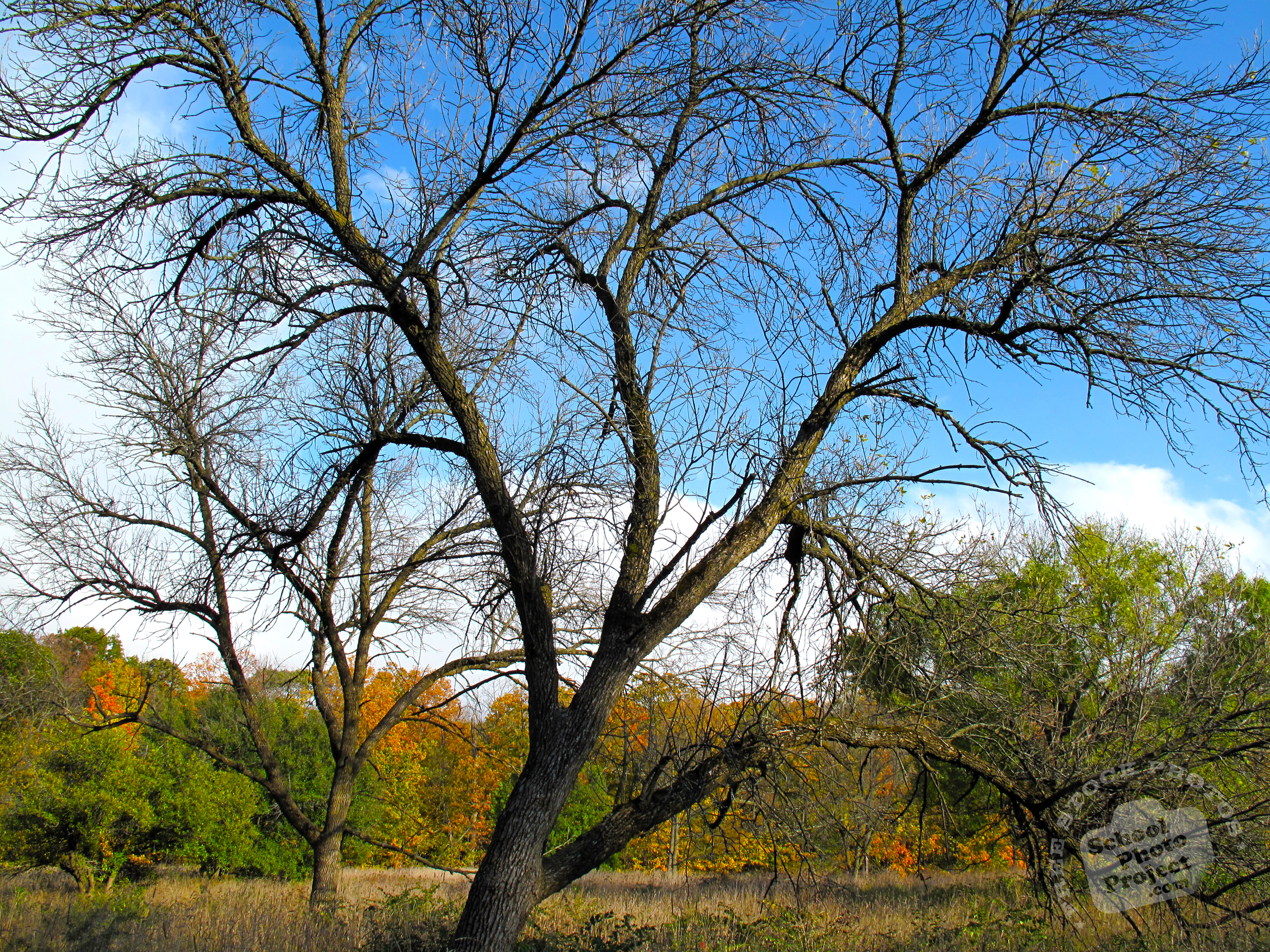 FREE Bare Trees Photo, Fall Foliage Picture, Autumn Panorama Image ...