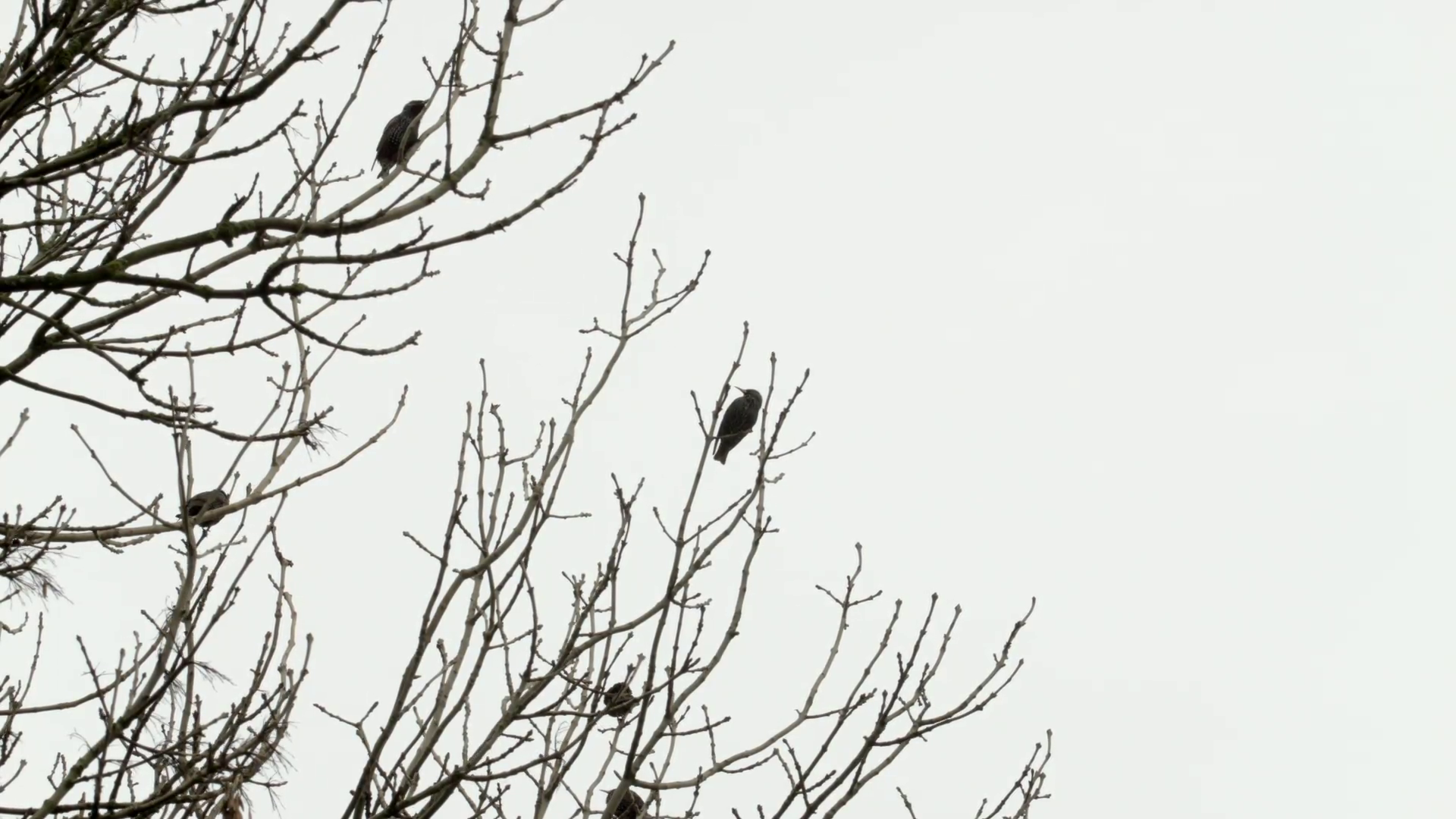 Birds perched on a bare tree HD stock footage. Starlings perched on ...