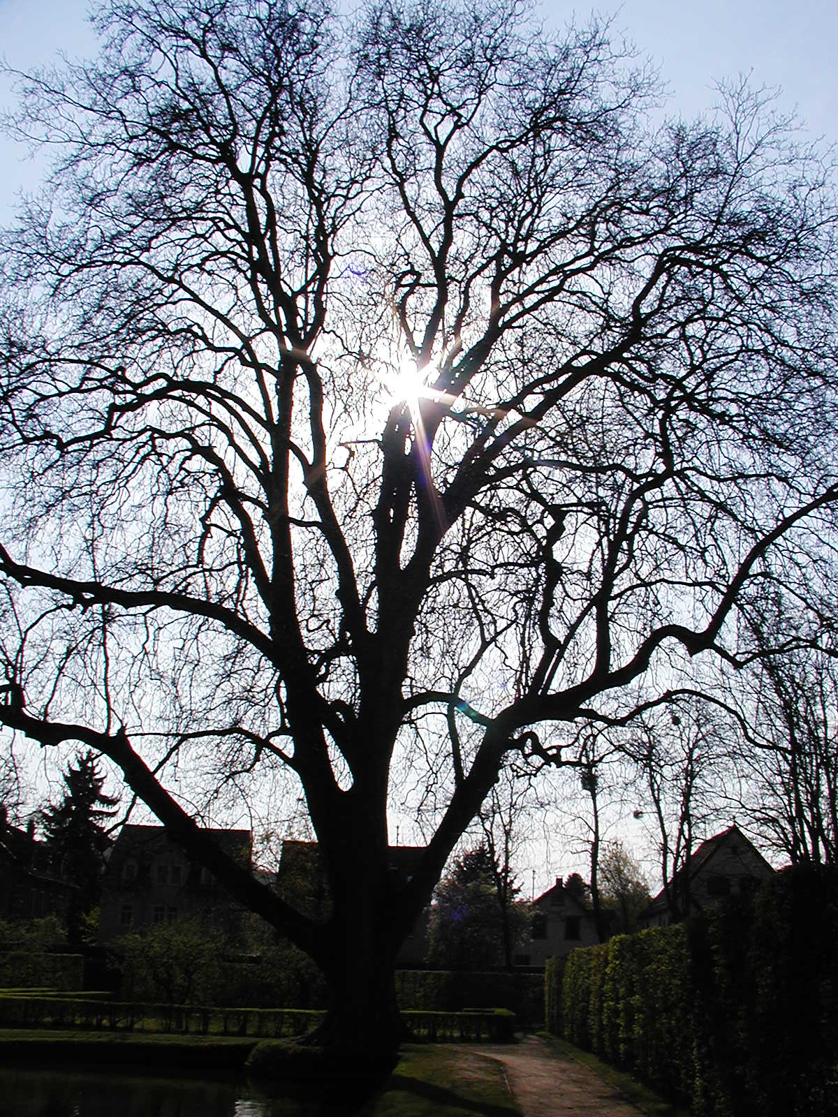 Bare tree, Bare, Branches, Sky, Tall, HQ Photo