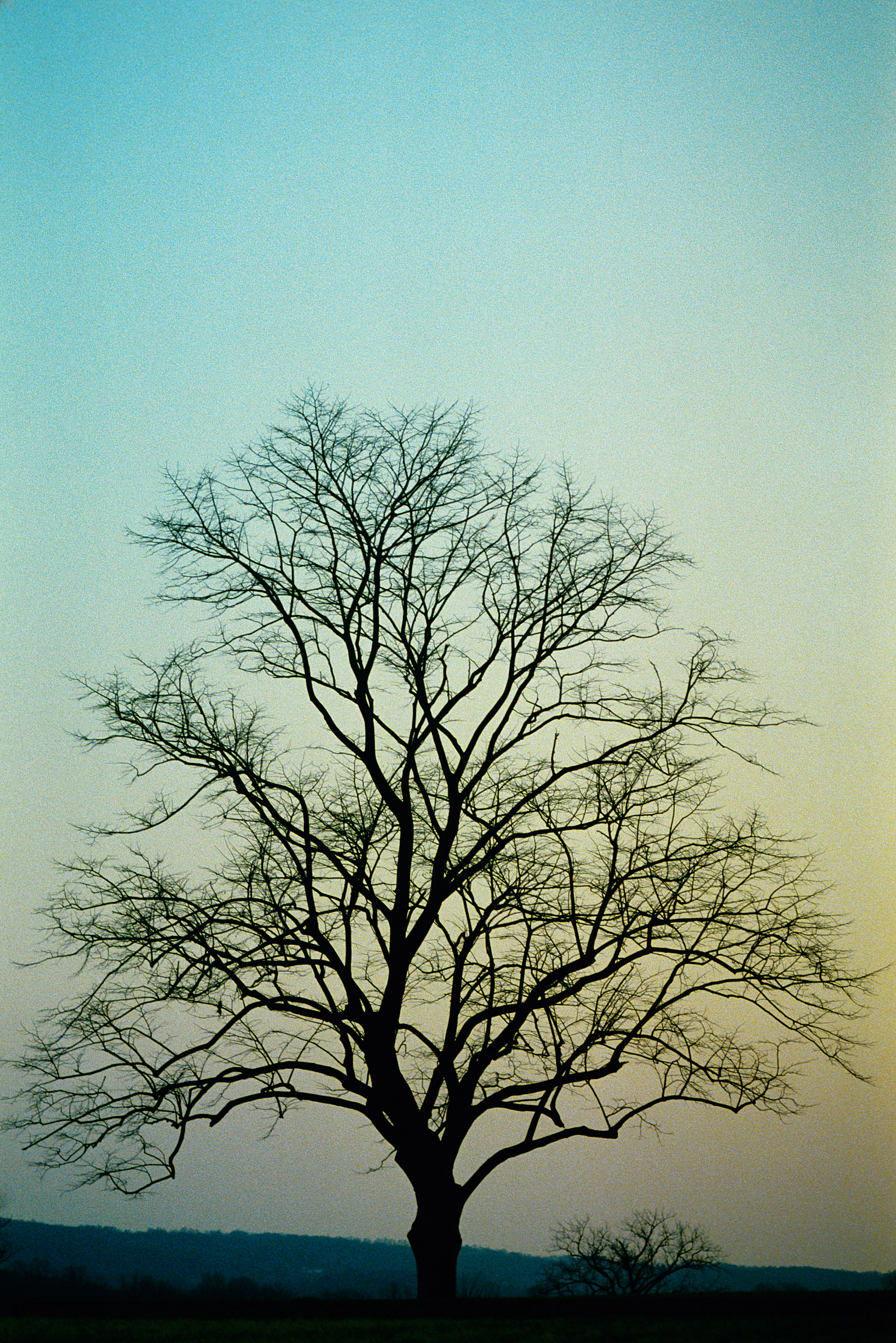 File:Bare Tree Sunset.jpg - Wikimedia Commons