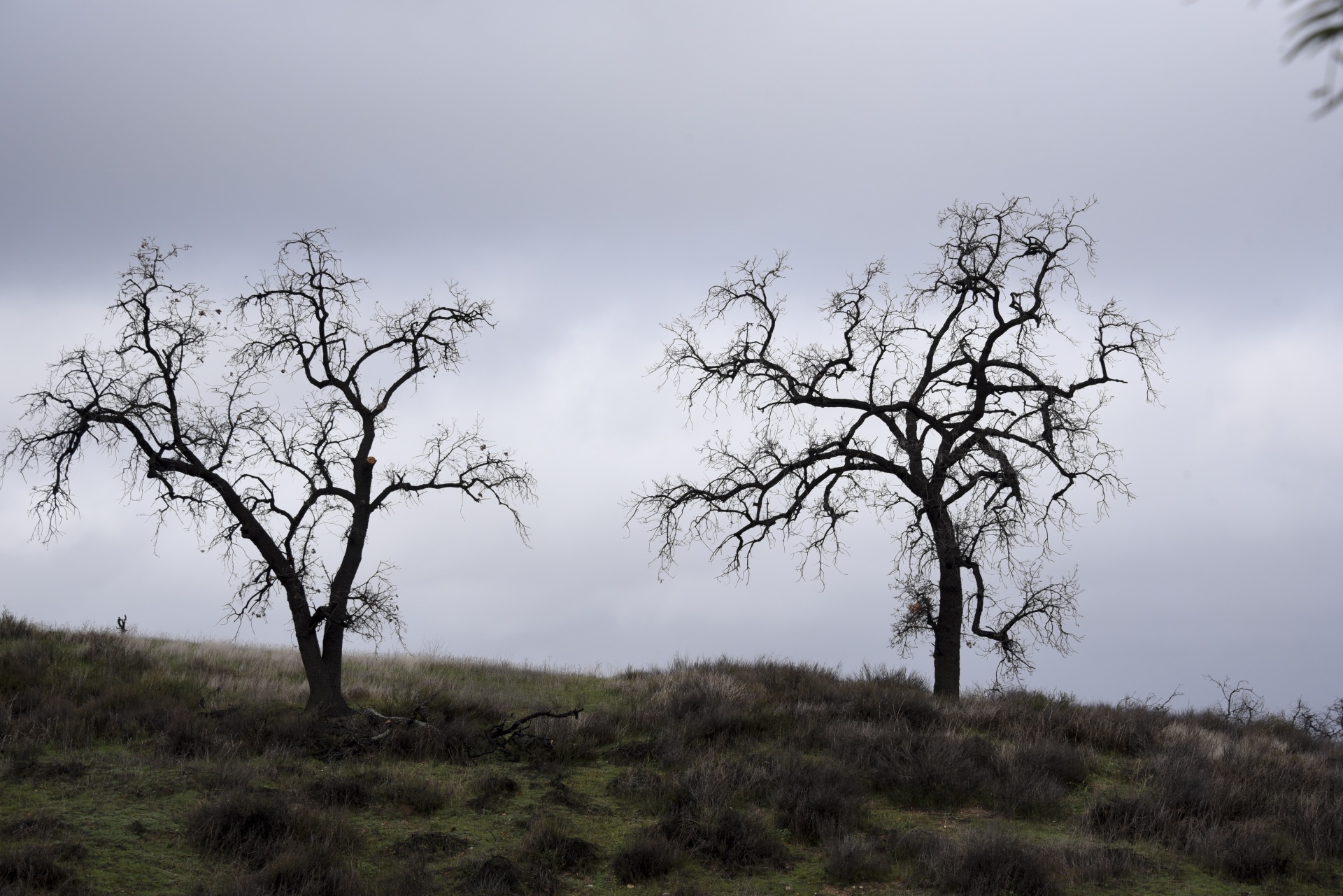 Bare Trees On Hillside Free Stock Photo - Public Domain Pictures