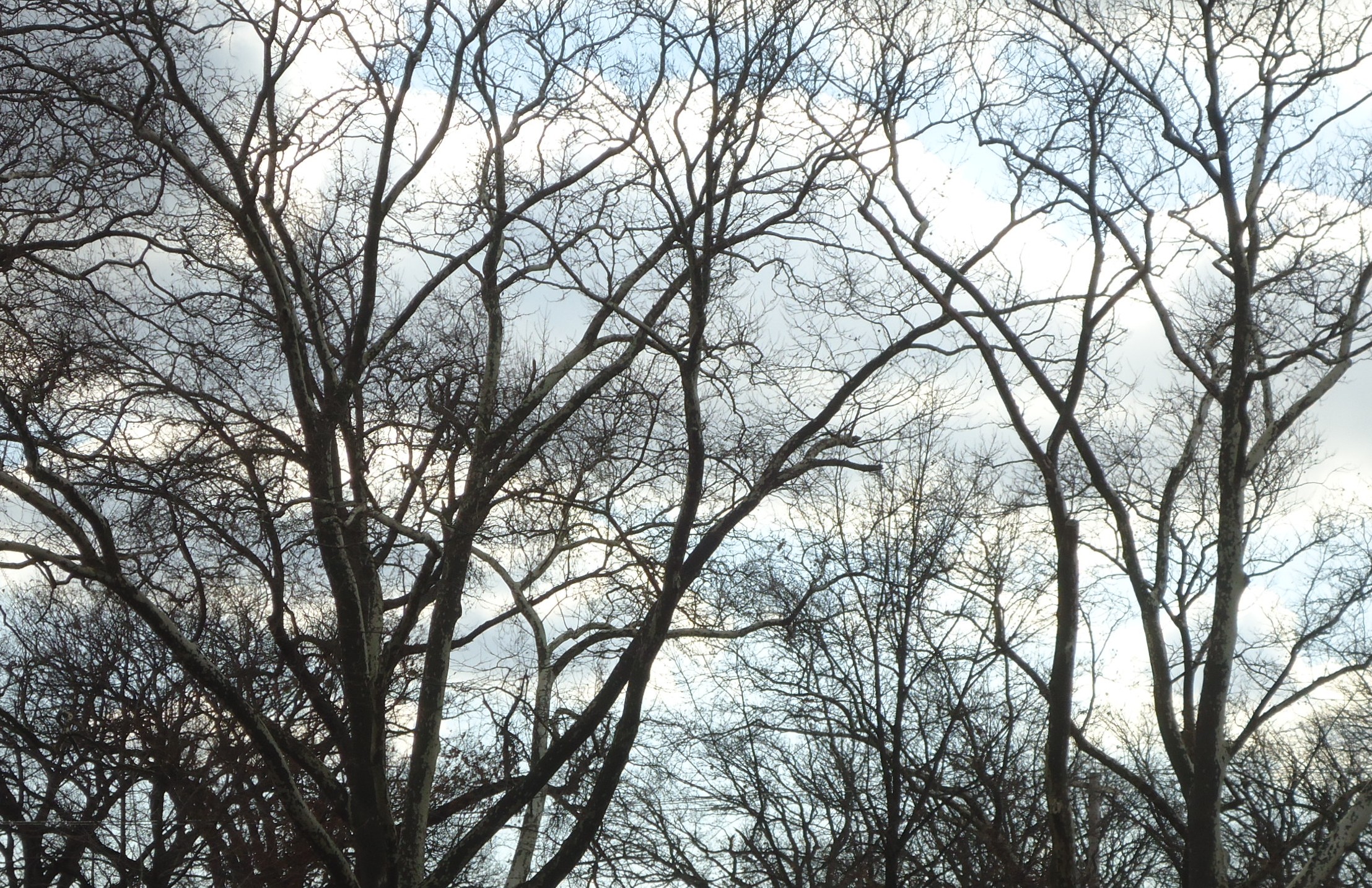 File:Bare trees and clouds and sky in December in NJ.JPG - Wikimedia ...