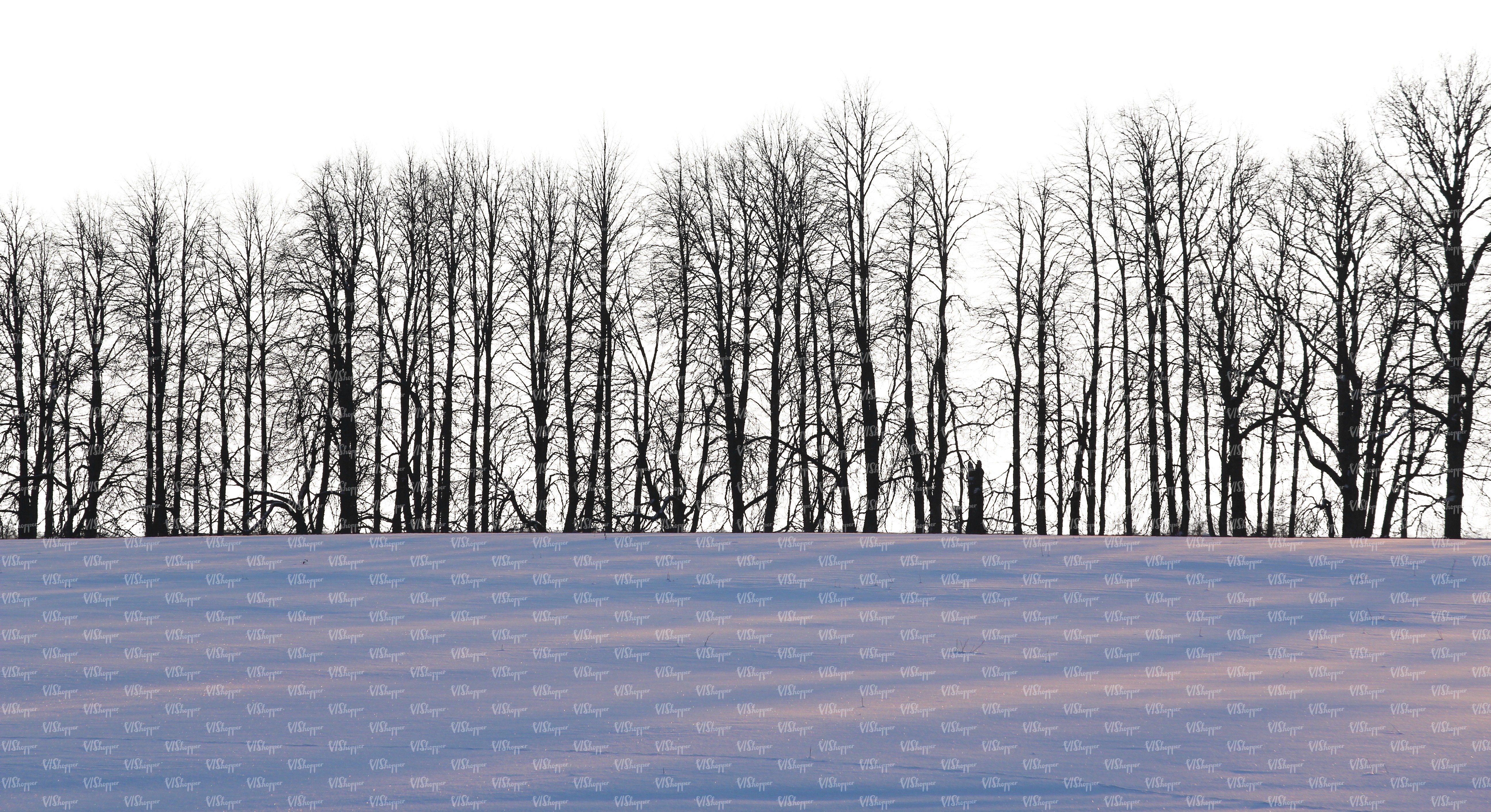 row of bare trees in wintertime - cut out backgrounds - VIShopper