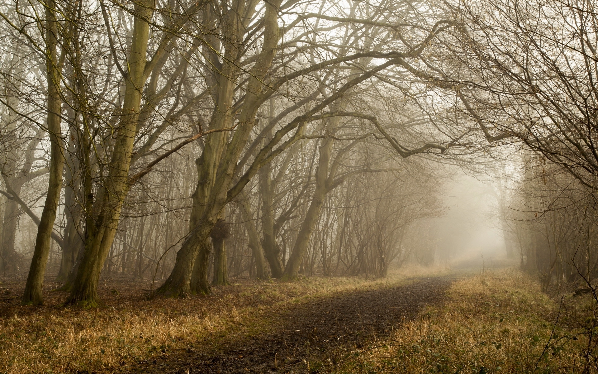 1920x1200 Bare Trees Forest Path Foggy desktop PC and Mac wallpaper
