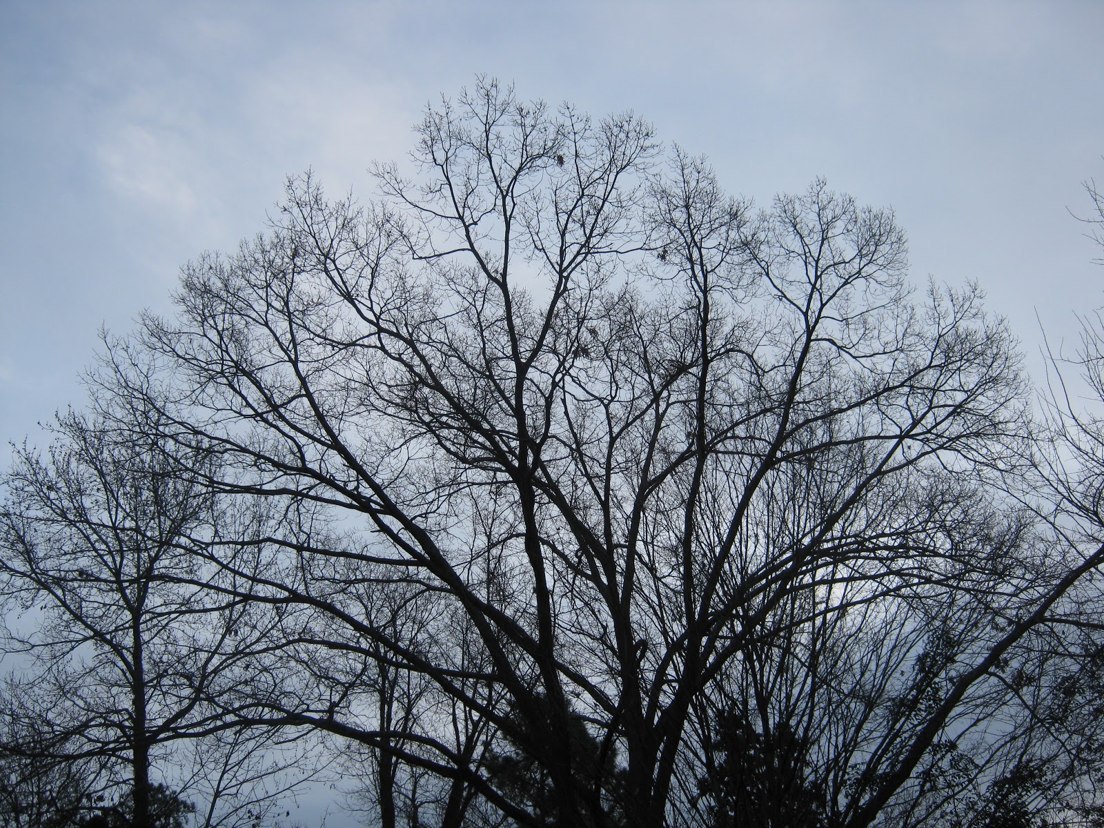 Gadding About with Grandpat: Bare Trees in Winter