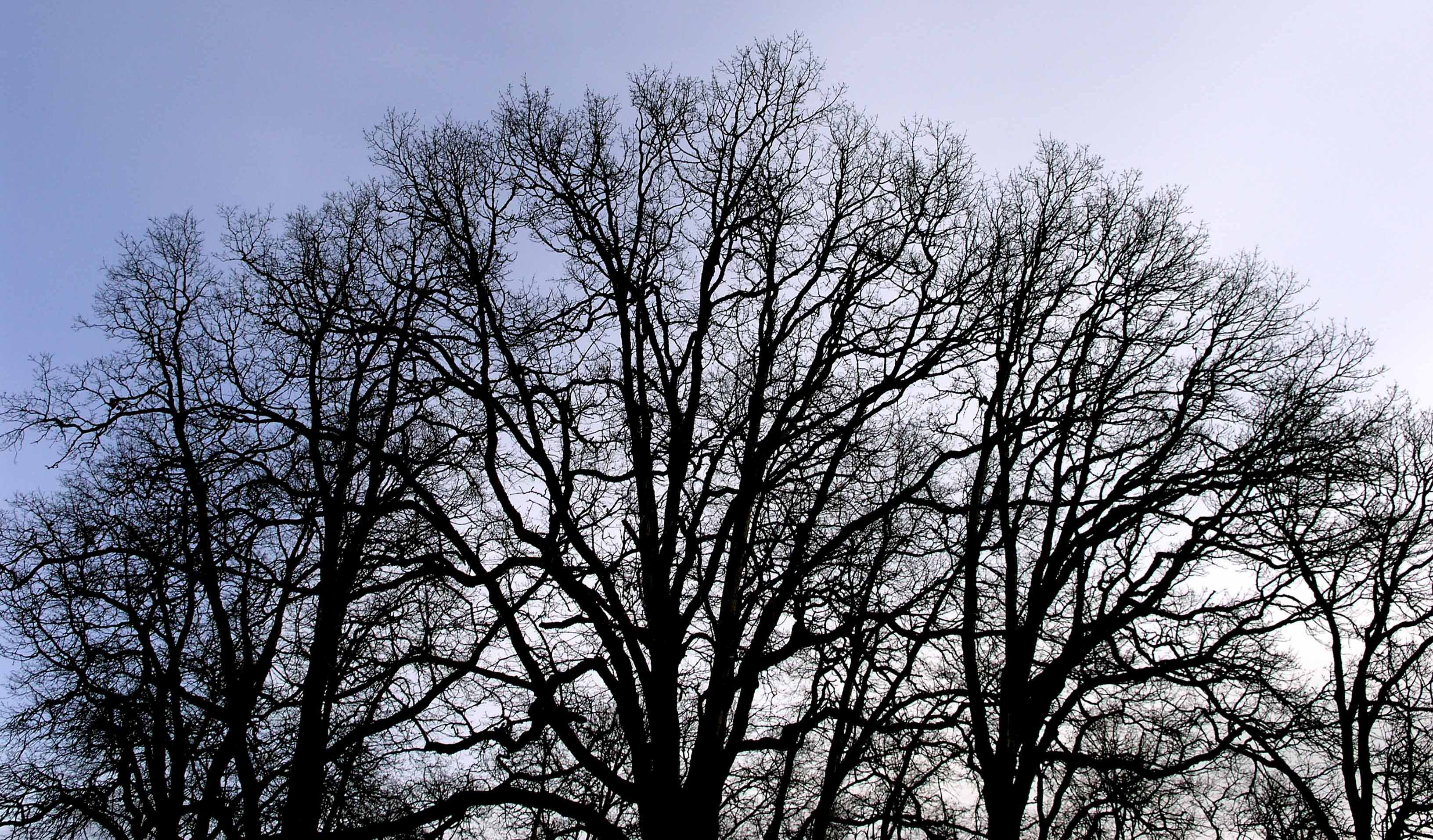 Free photo: Bare Trees - Bare, Branches, Cold - Free Download - Jooinn