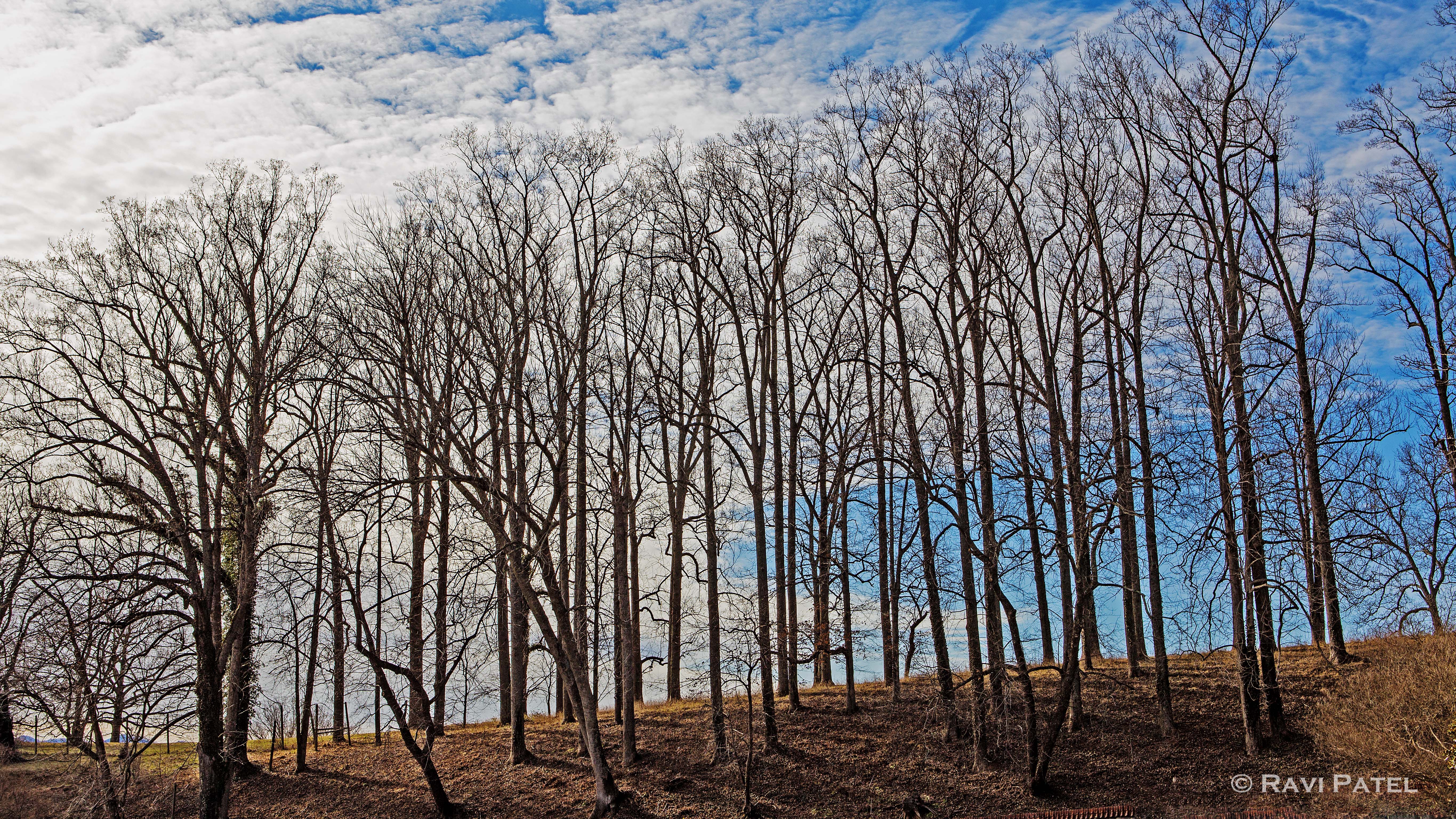 A Row of Bare Trees | Photos by Ravi