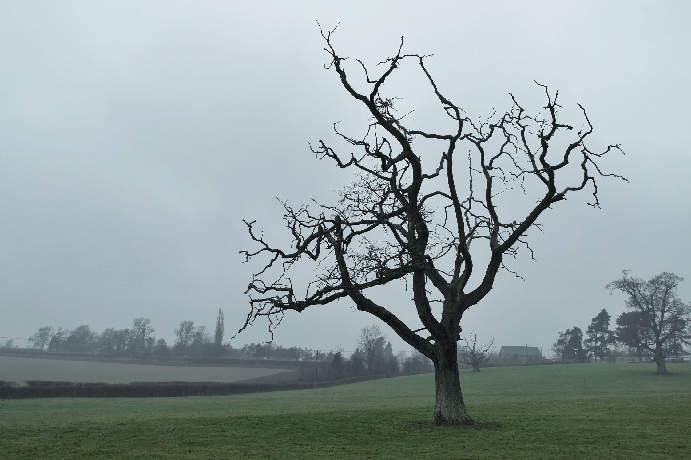 Pin by Erick Casia on Tree Branches | Pinterest | Tree bench and ...