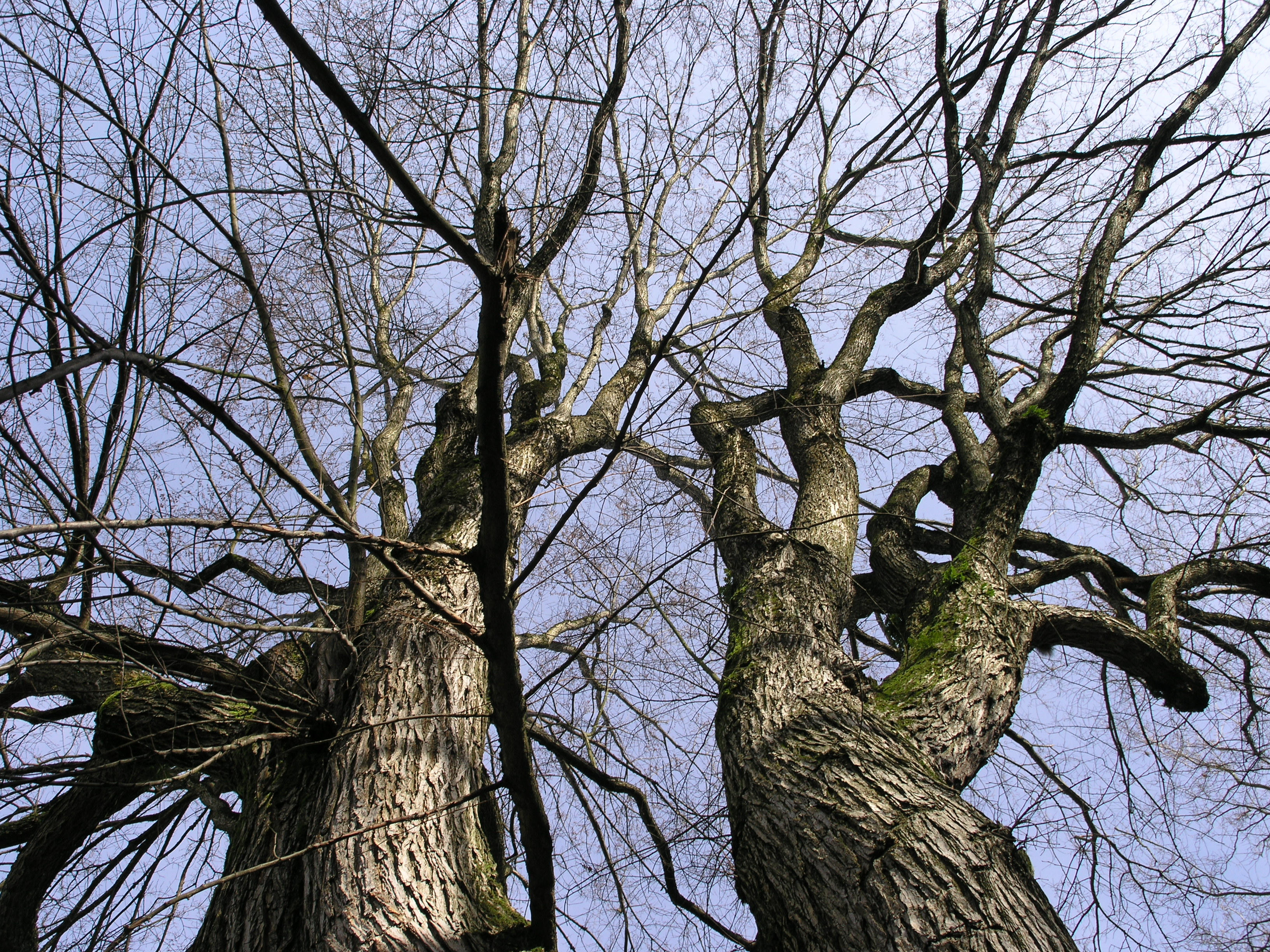 File:Bare Trees 3.JPG - Wikimedia Commons