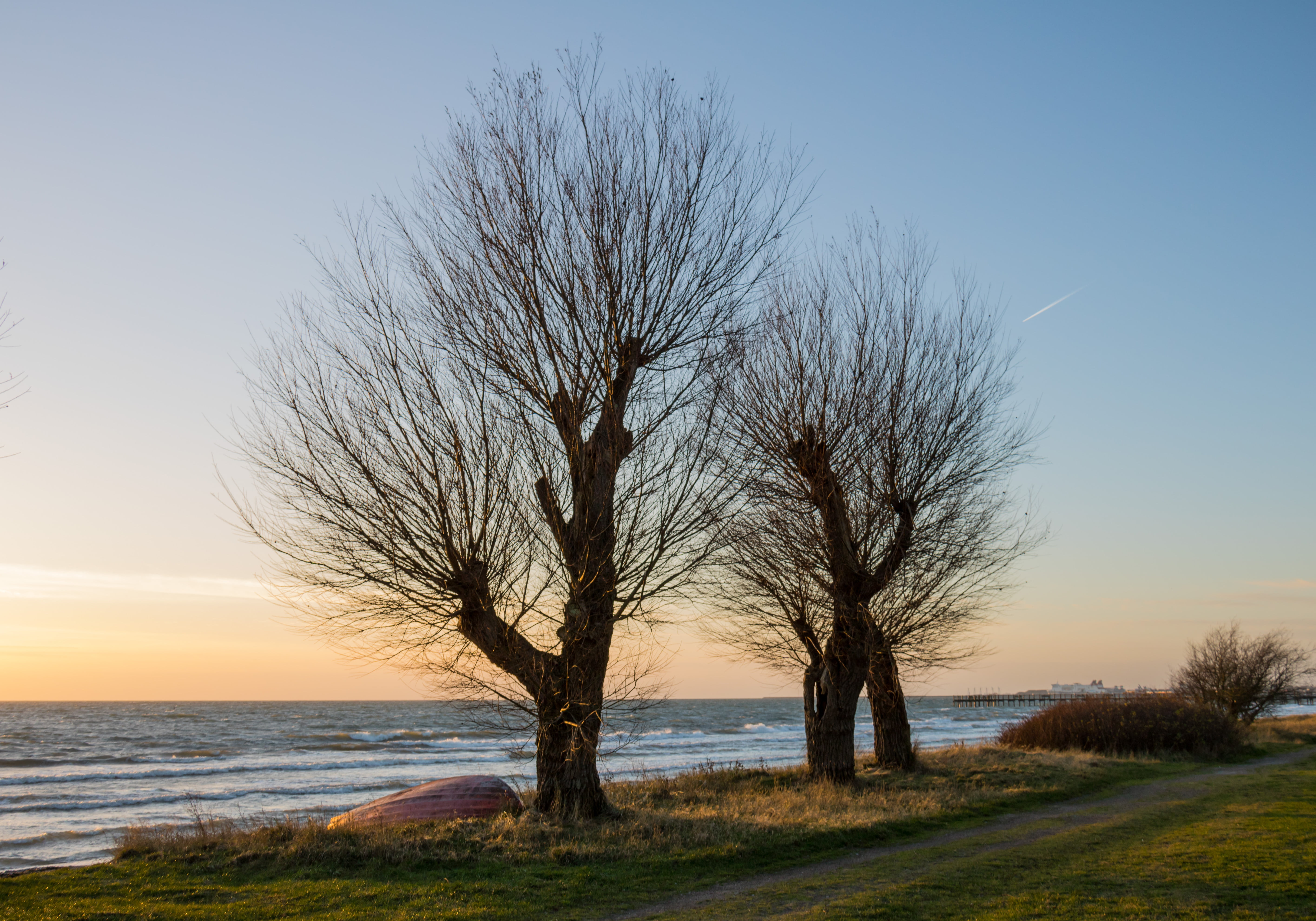 Landscape photography of two bare trees near body of water HD ...