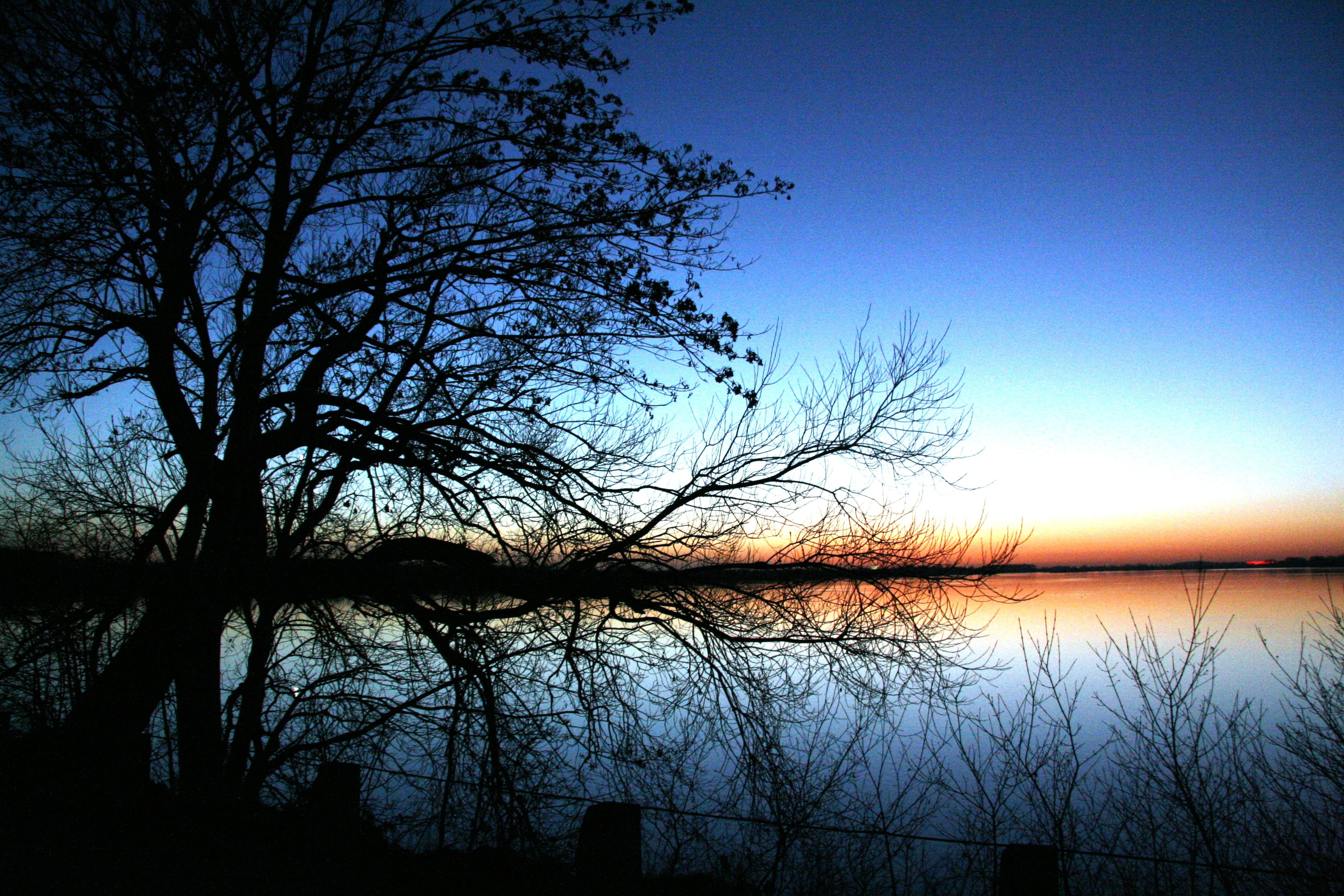 Silhouette of bare trees near body of water at golden hour HD ...