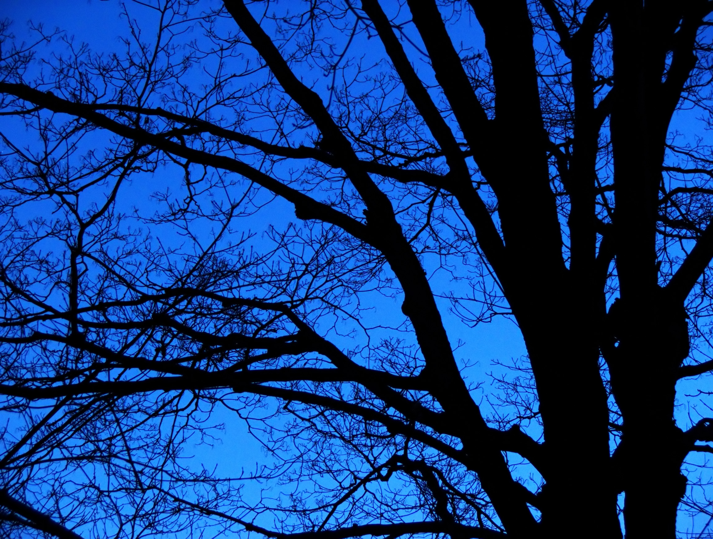 Bare trees  night photo