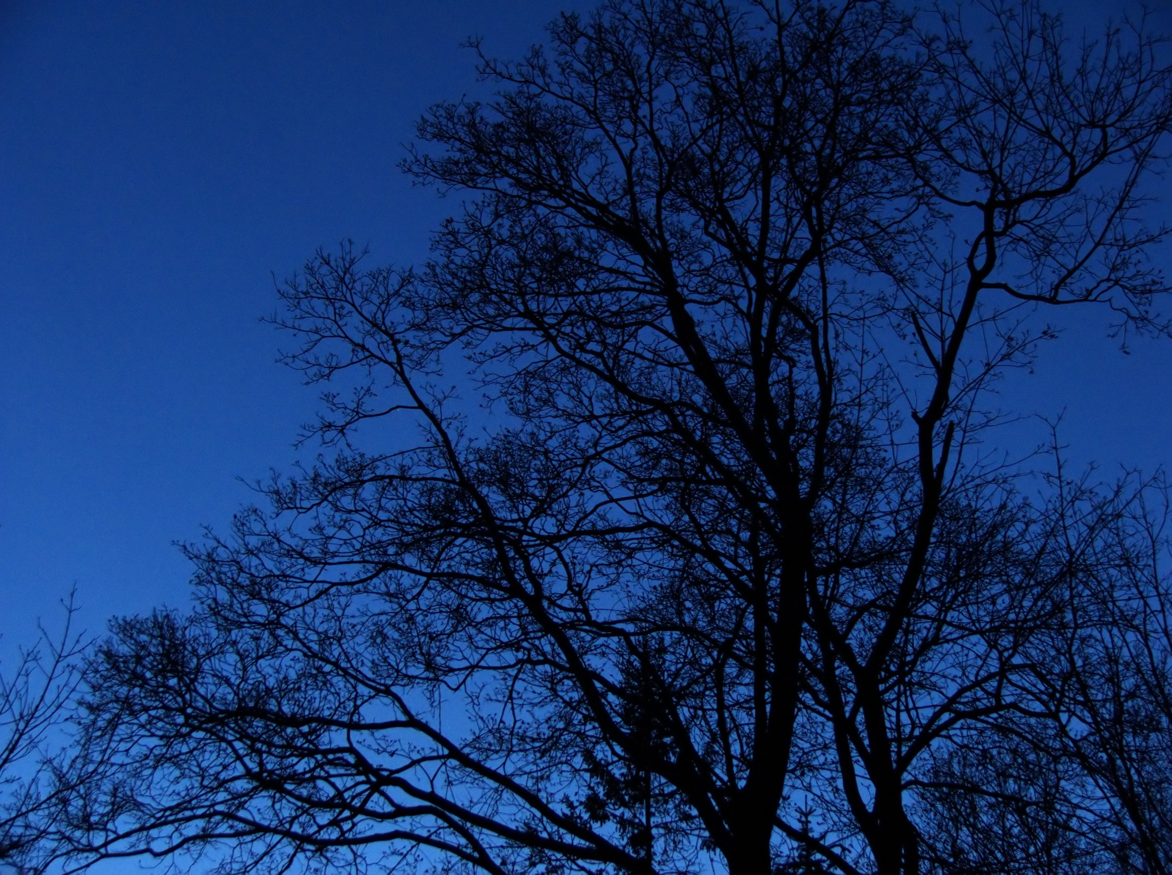 Верхушки деревьев ночью