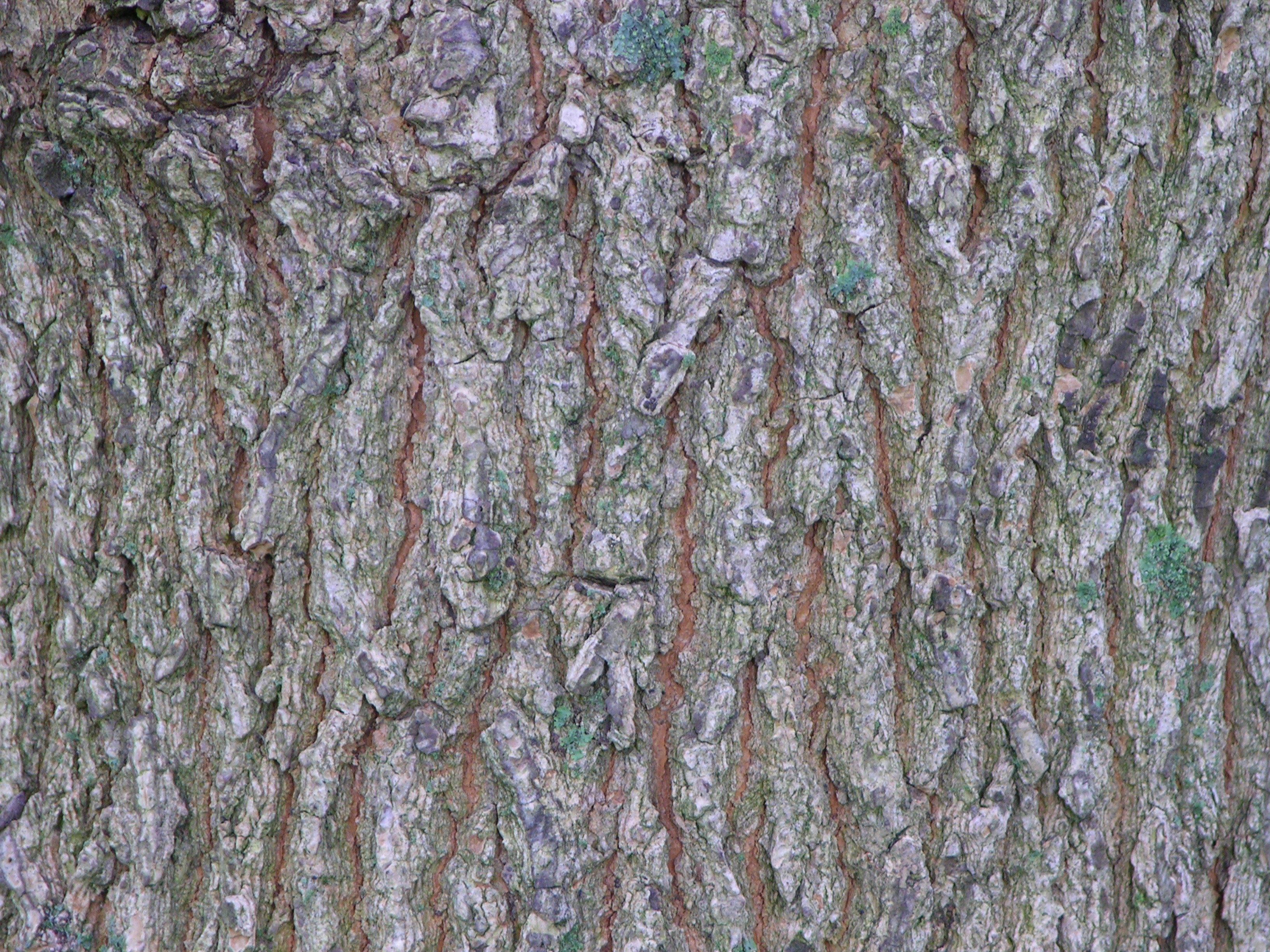 File:Purpleblow Maple Acer truncatum Bark 3264px.jpg - Wikimedia Commons