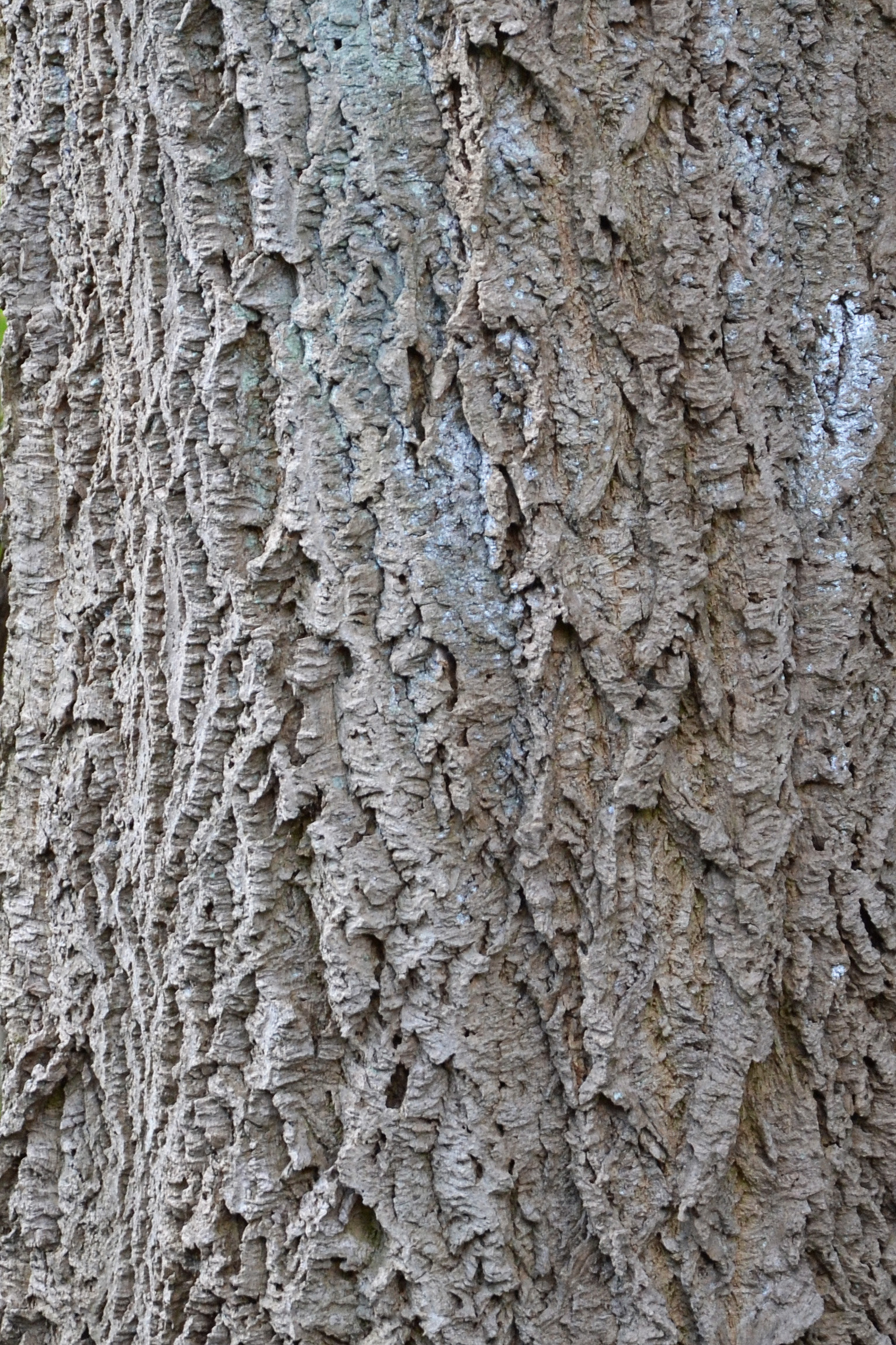 Bark of amur cork tree photo