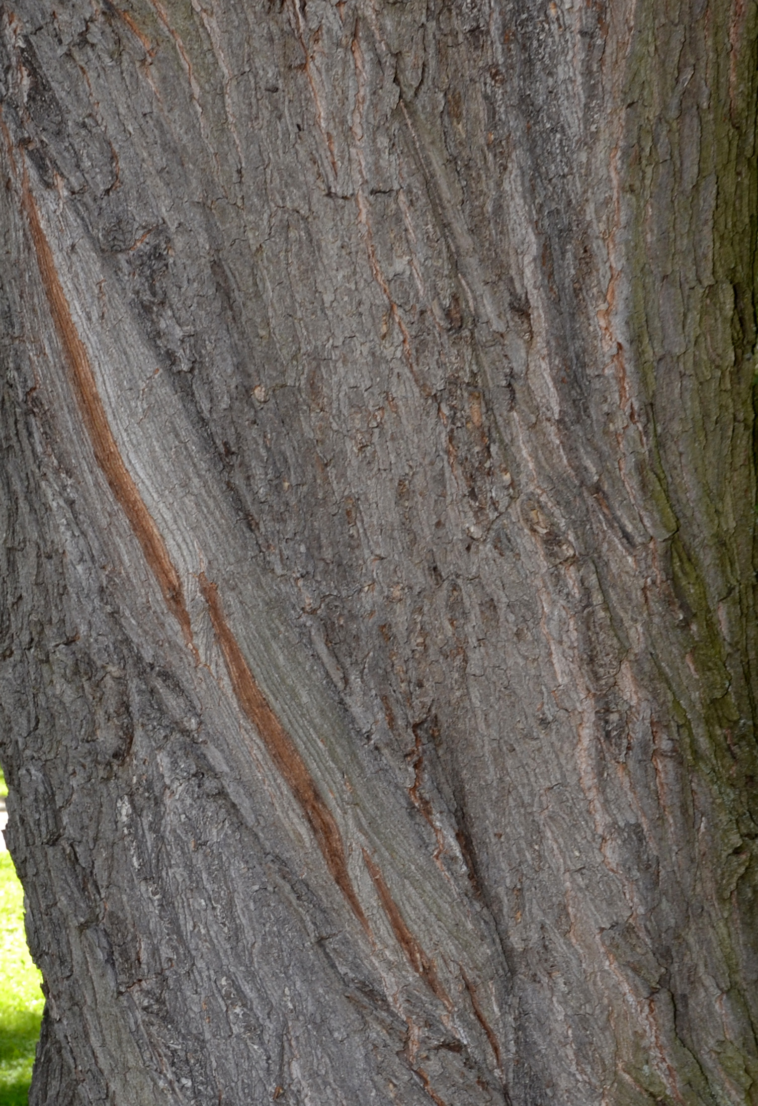 Bark of bur oak photo