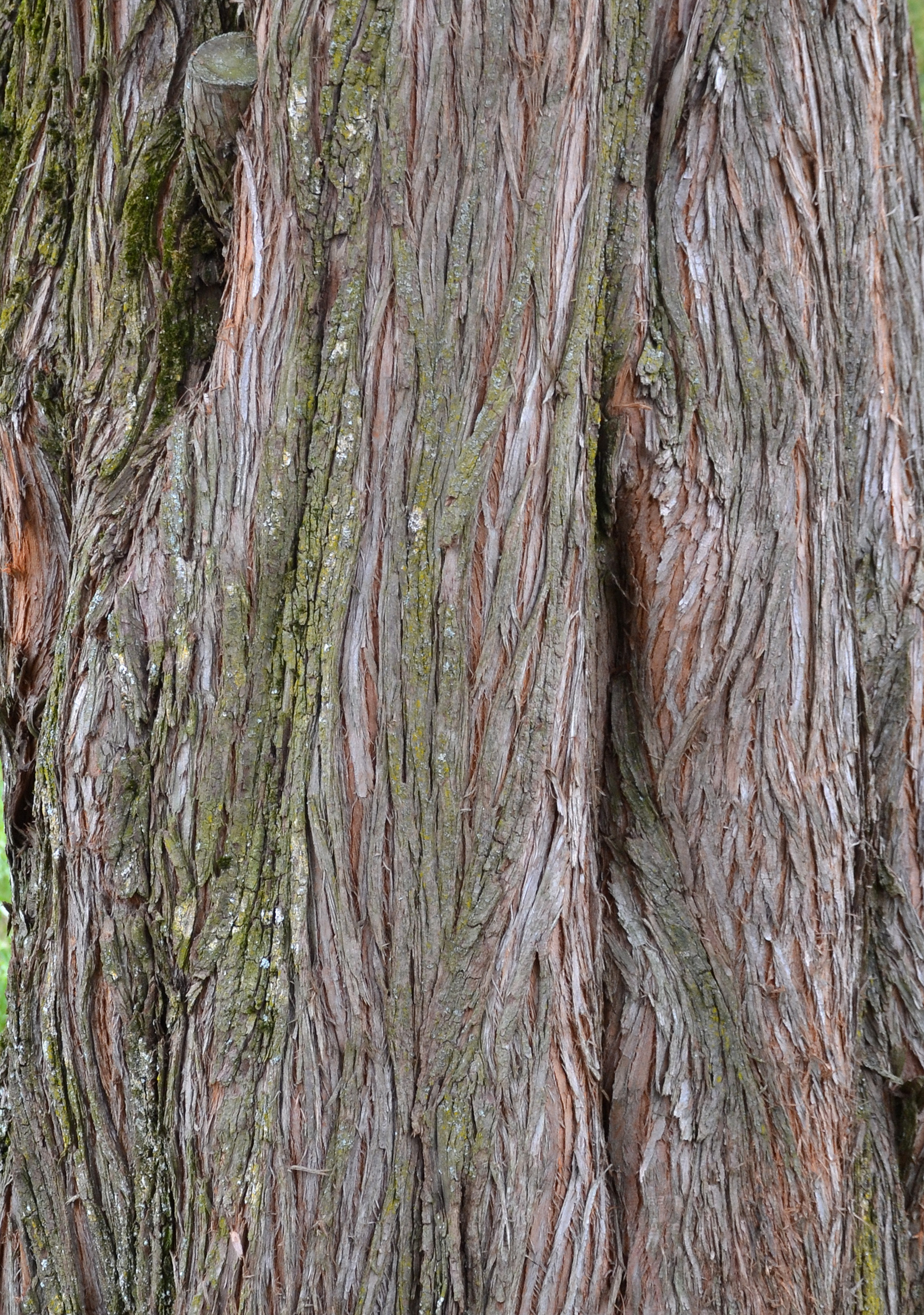 Bark of dawn redwood photo