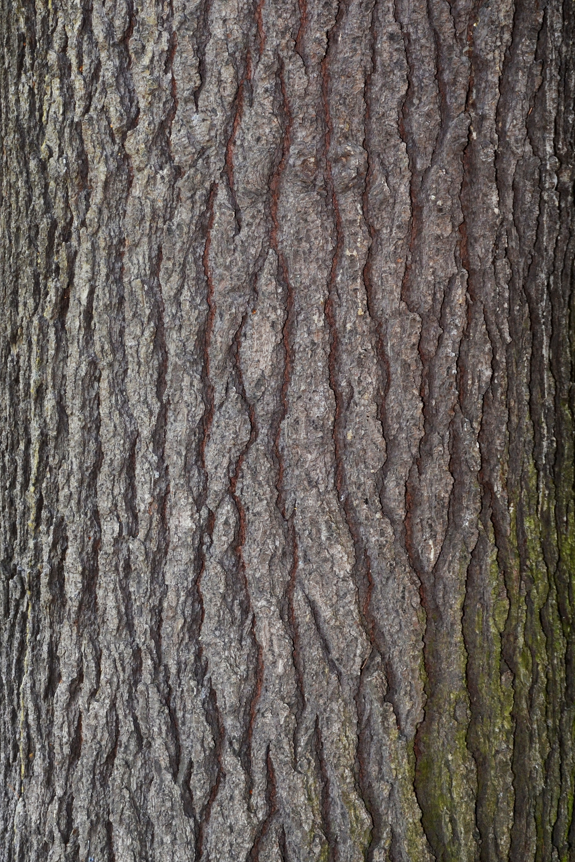 Bark of eastern white pine photo