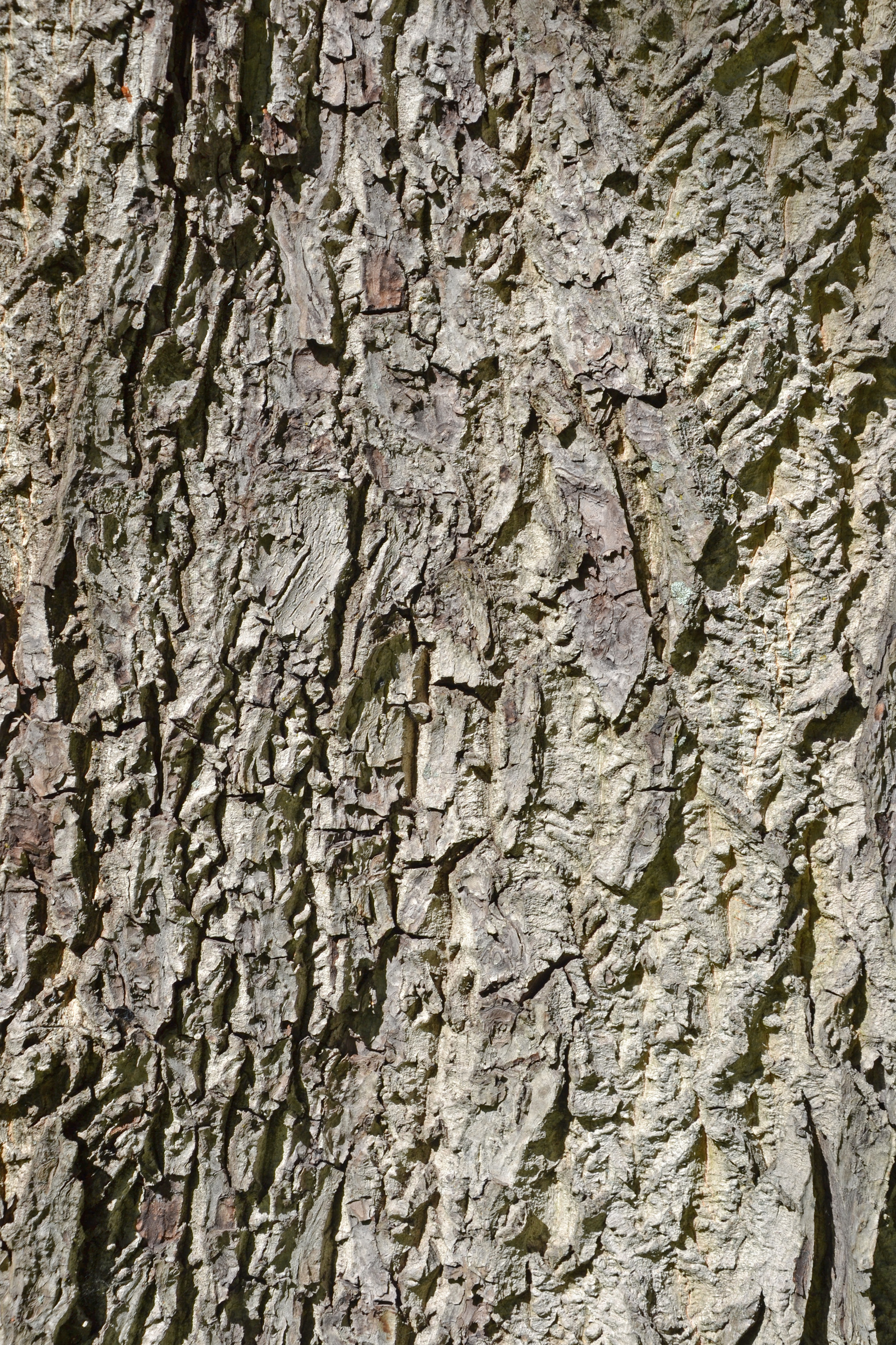 Bark of english walnut photo
