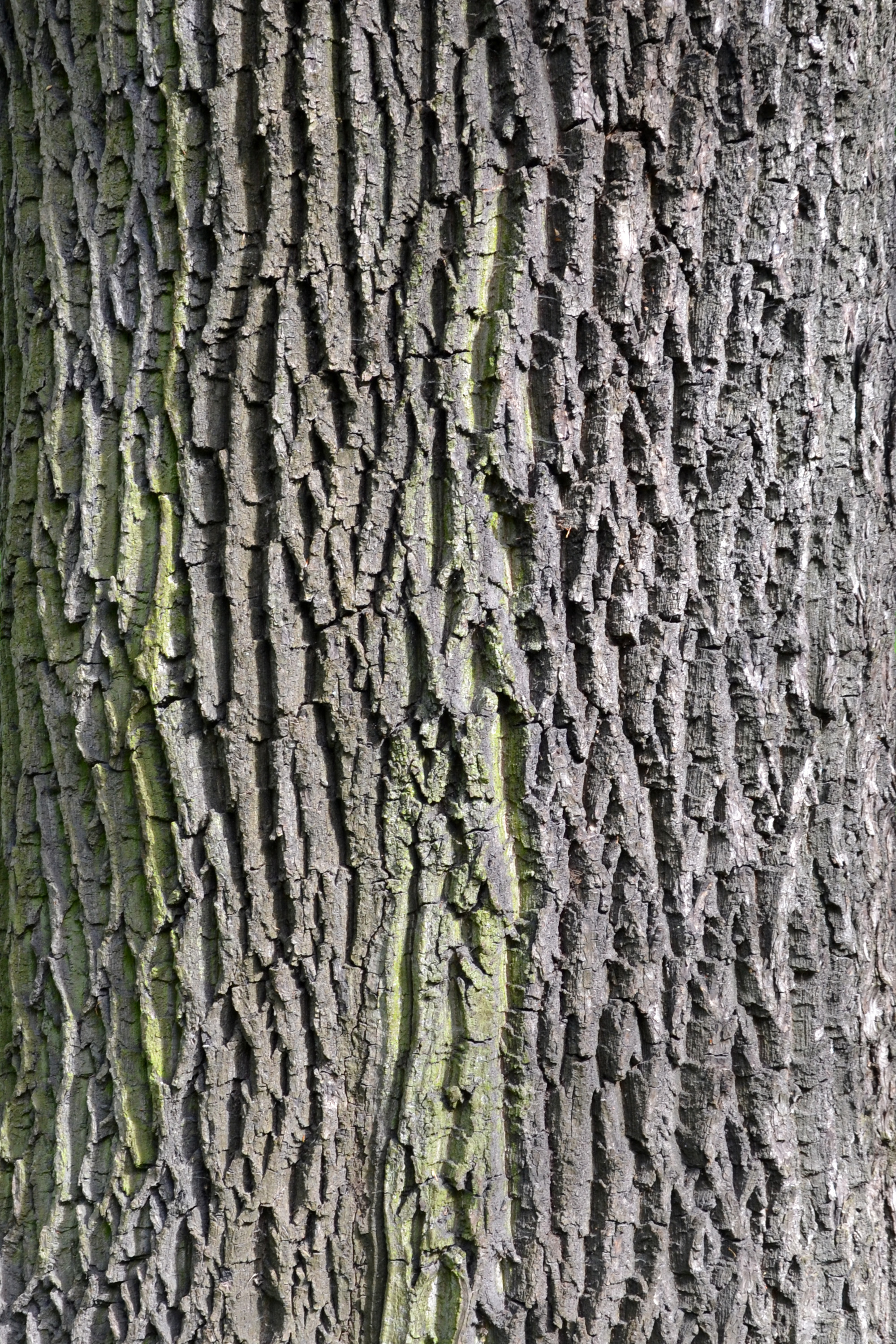 Bark of european ash photo