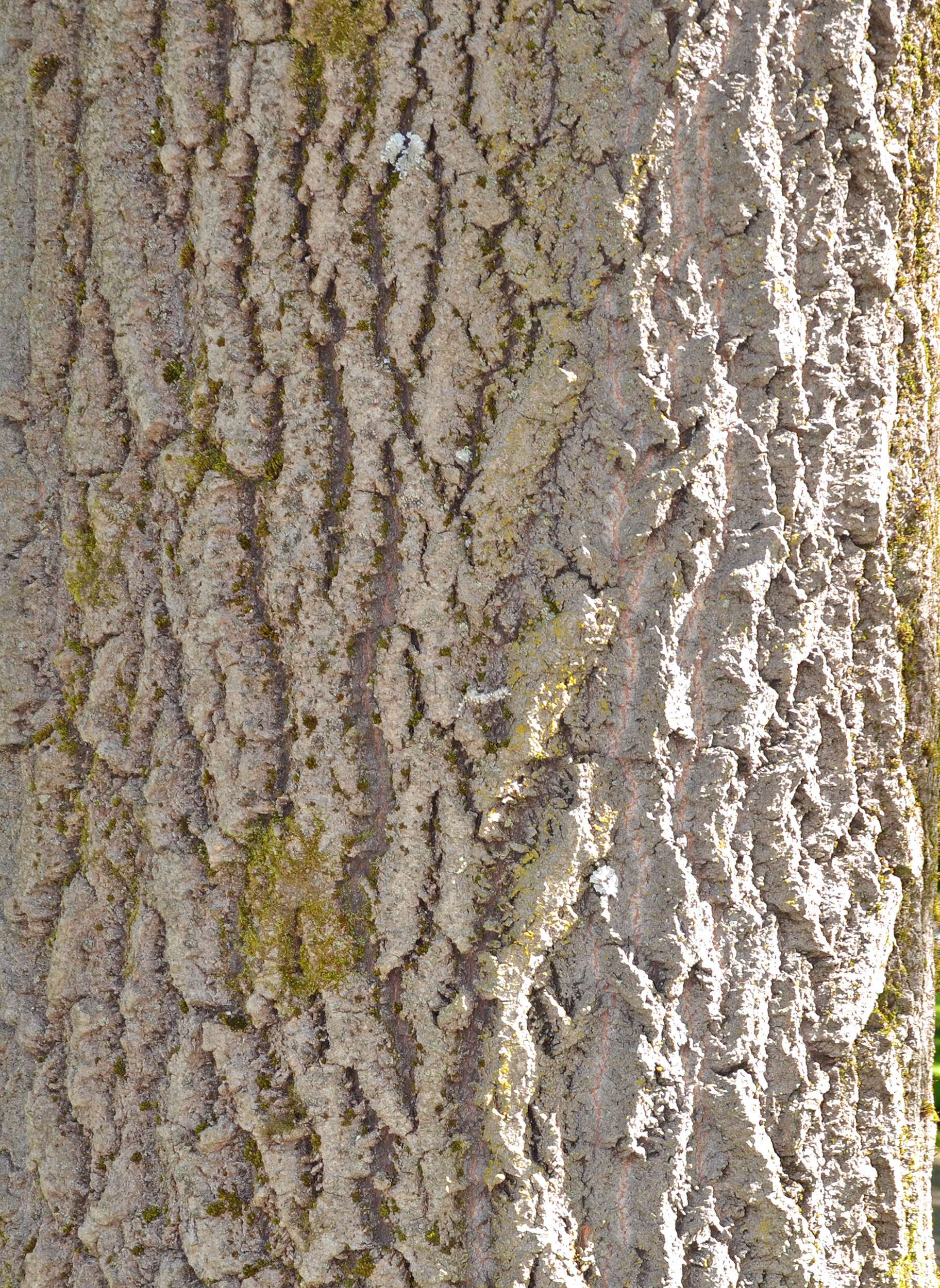 Bark of grey poplar photo