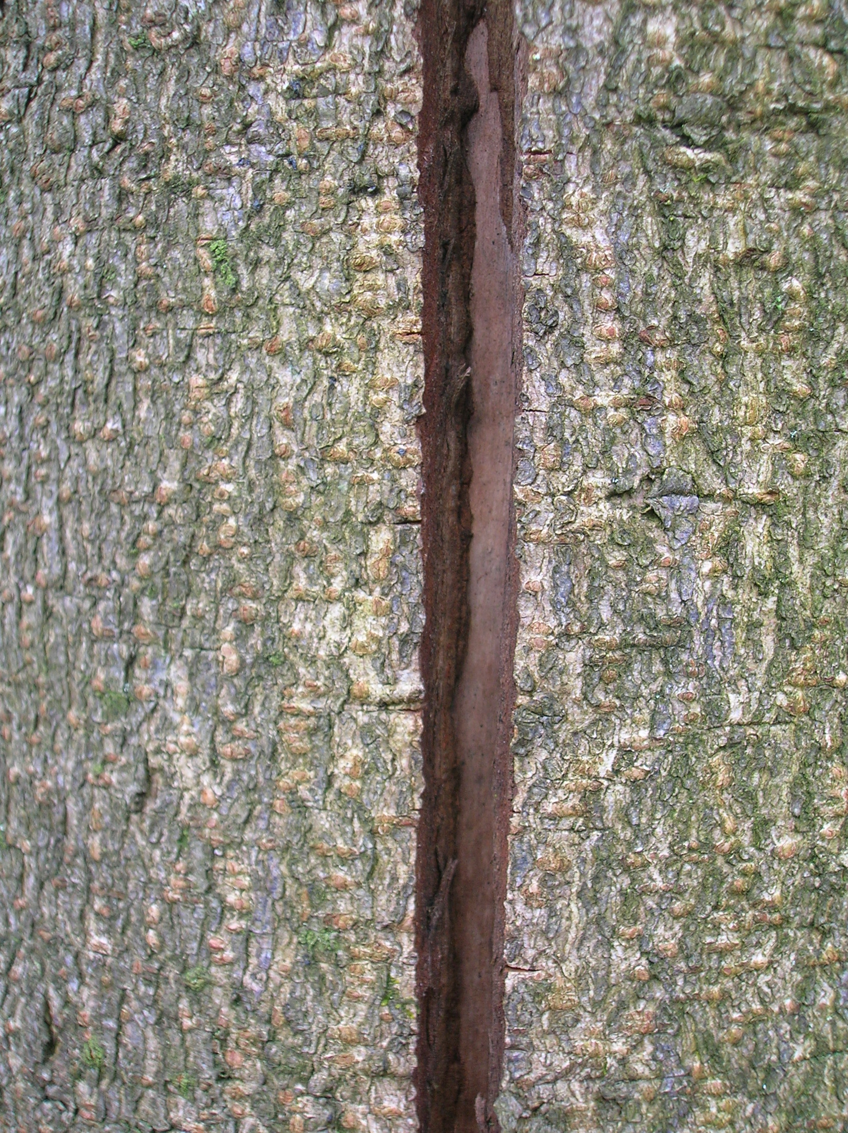 File:Frost Crack on Horse Chestnut.JPG - Wikimedia Commons