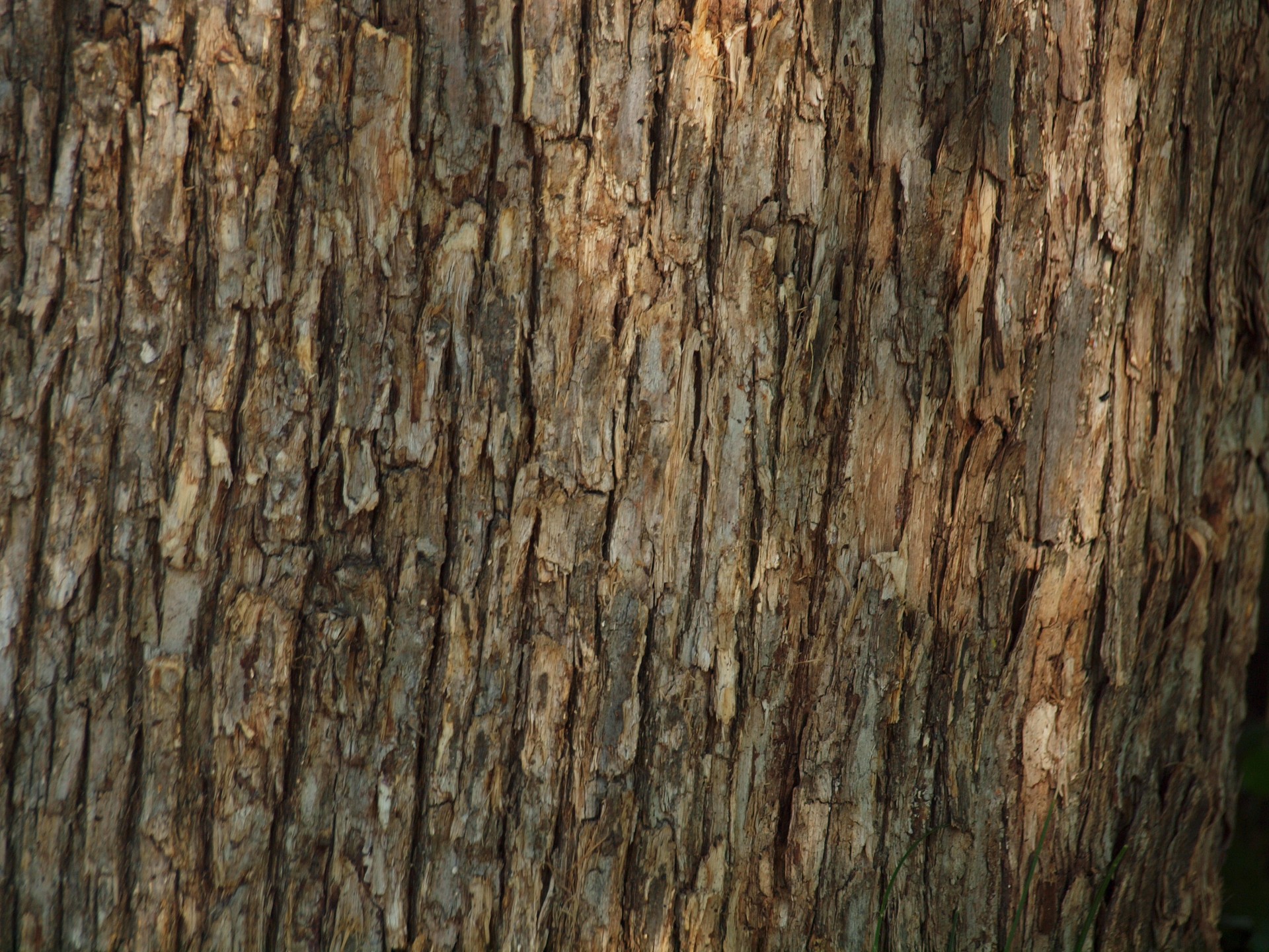 Bark texture photo