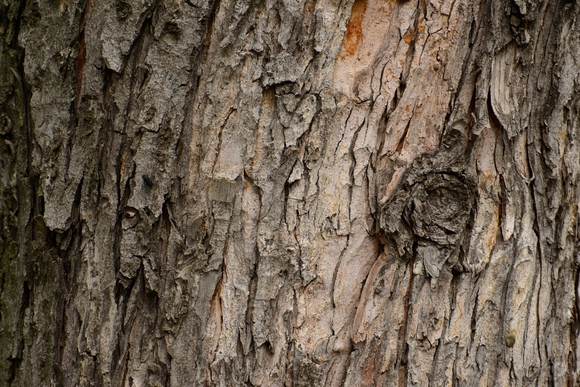 Wood bark texture photo