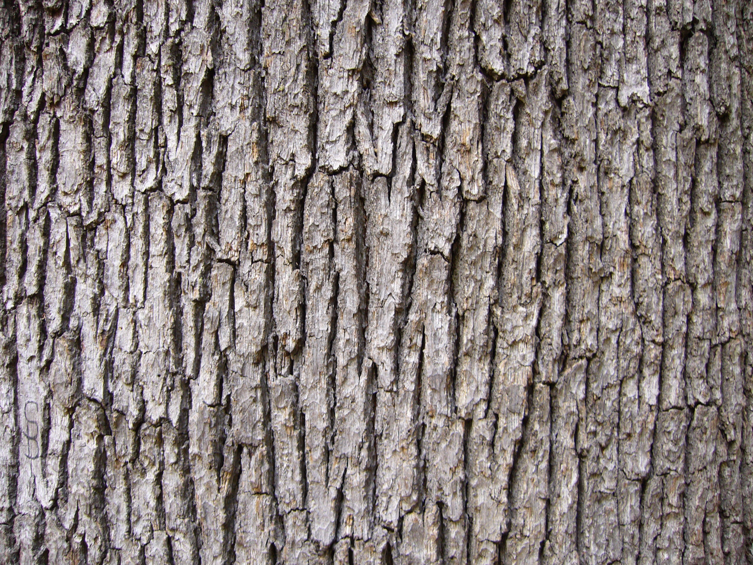 Free Wood texture (oak, tree, bark)
