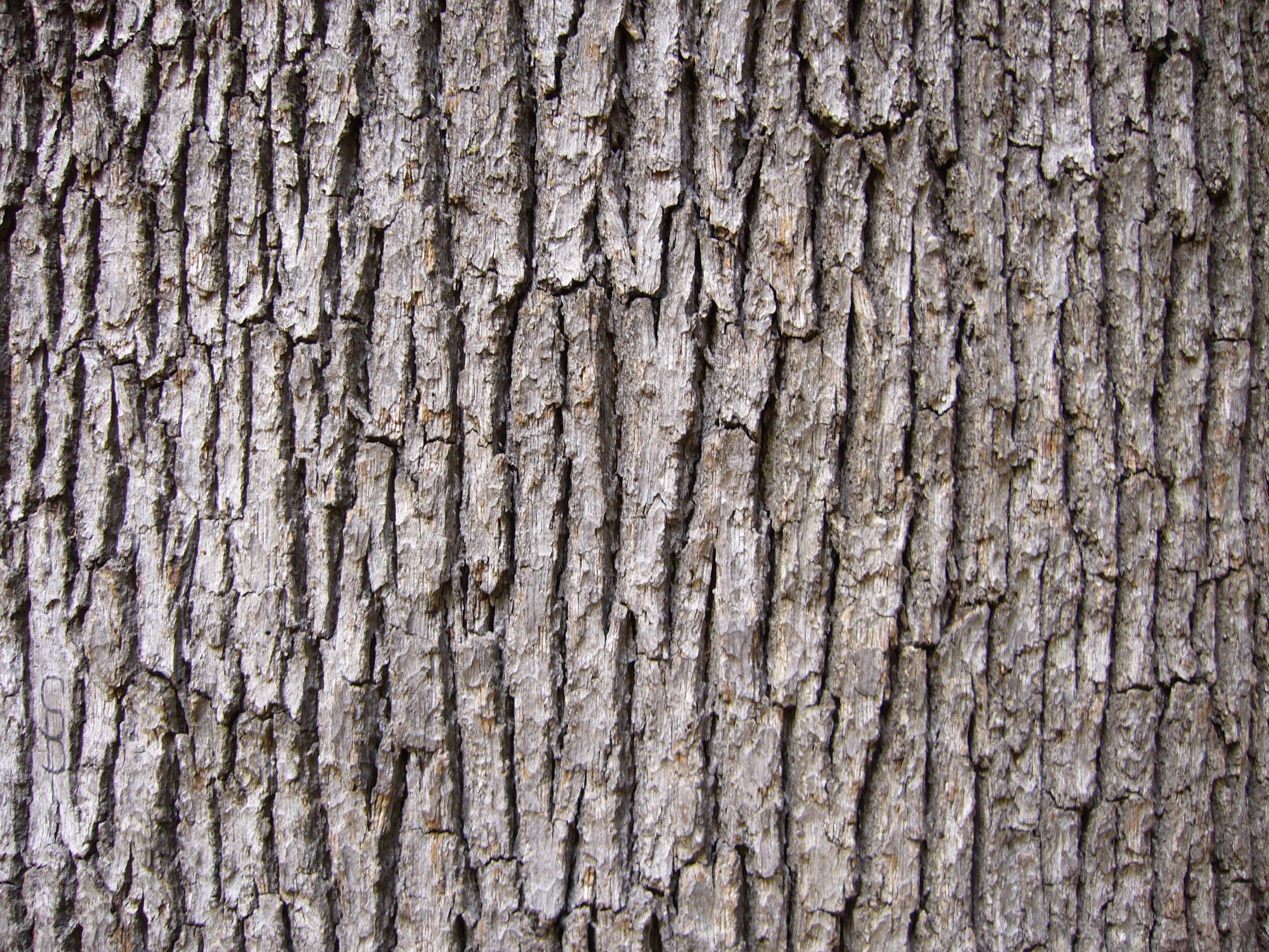 Wood bark photo