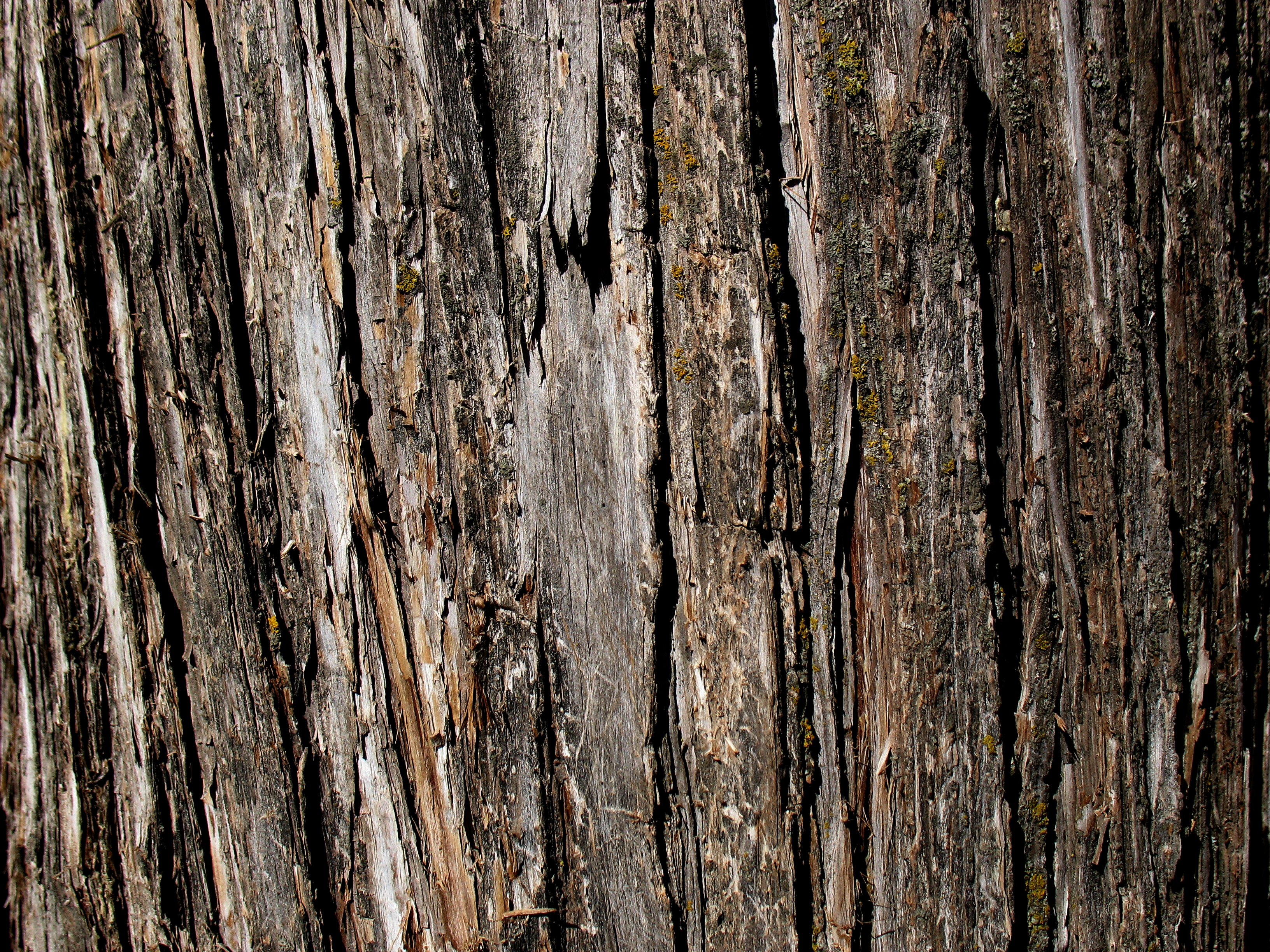 Wood bark photo