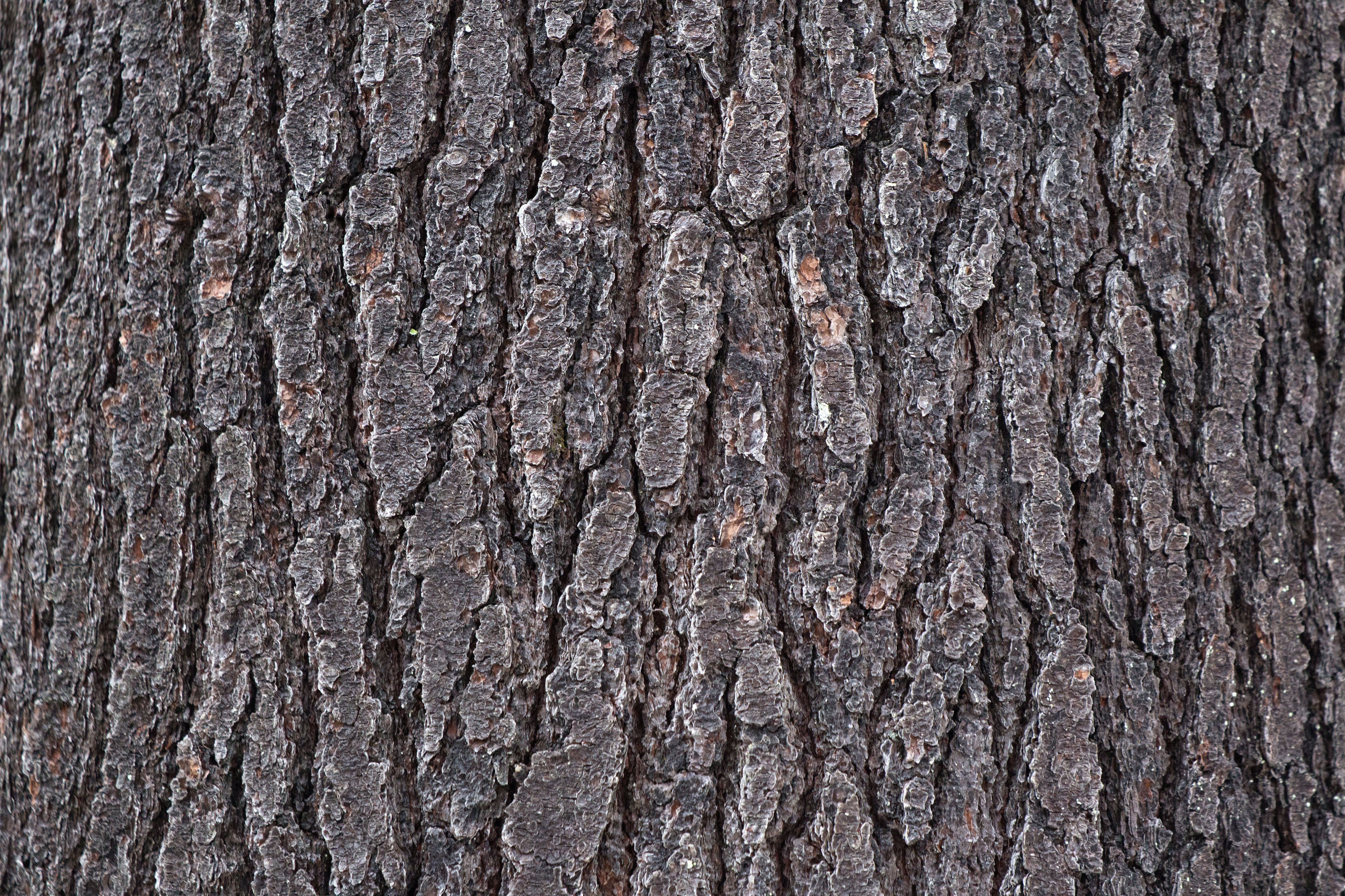 Free stock photo of bark, nature, texture
