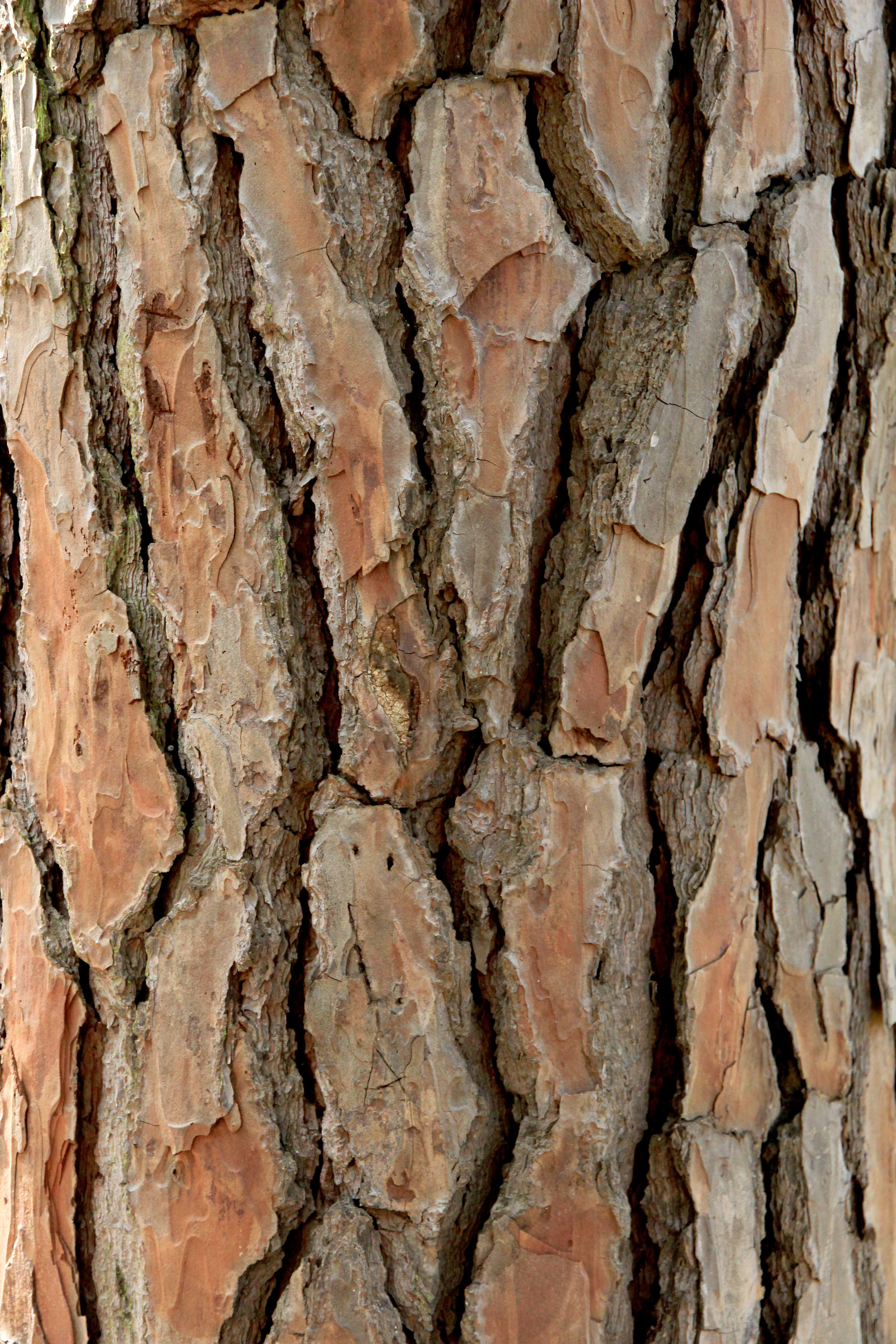 Tree Bark Texture image - Free stock photo - Public Domain photo ...