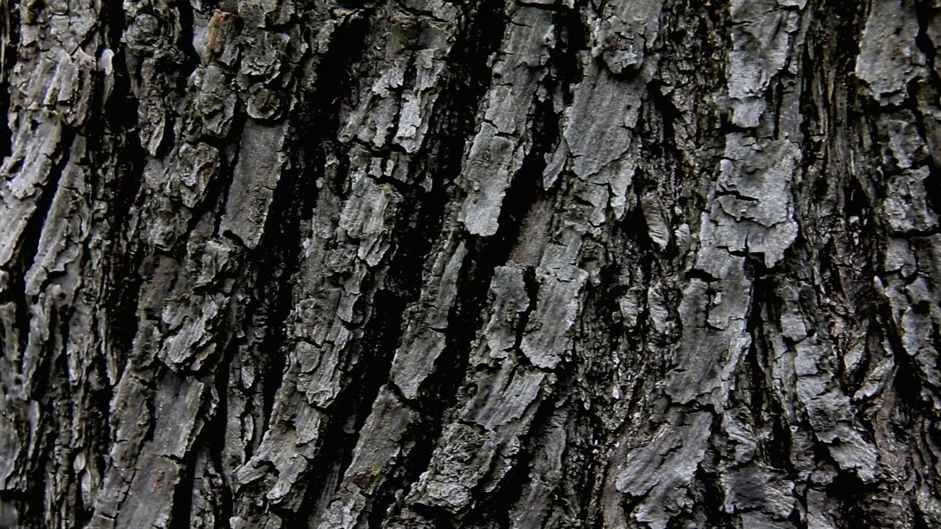 Old Linden Tree Bark Texture in Nature Stock Video Footage - Videoblocks