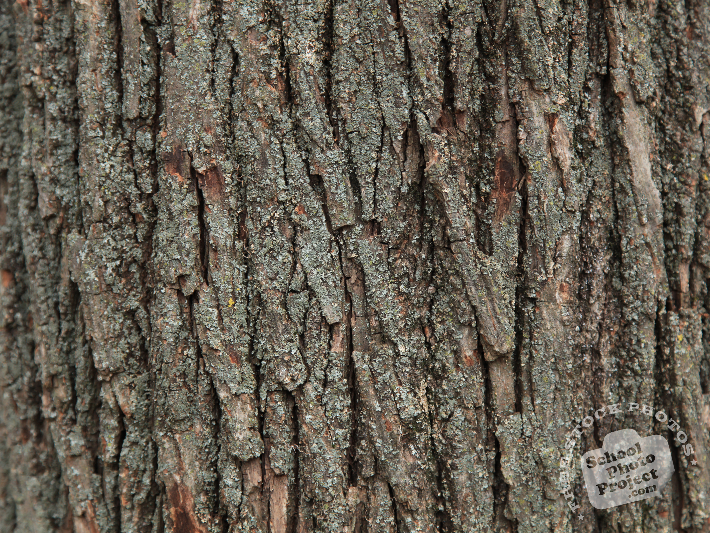 Bark Texture, FREE Stock Photo, Image, Picture: Tree Texture and ...