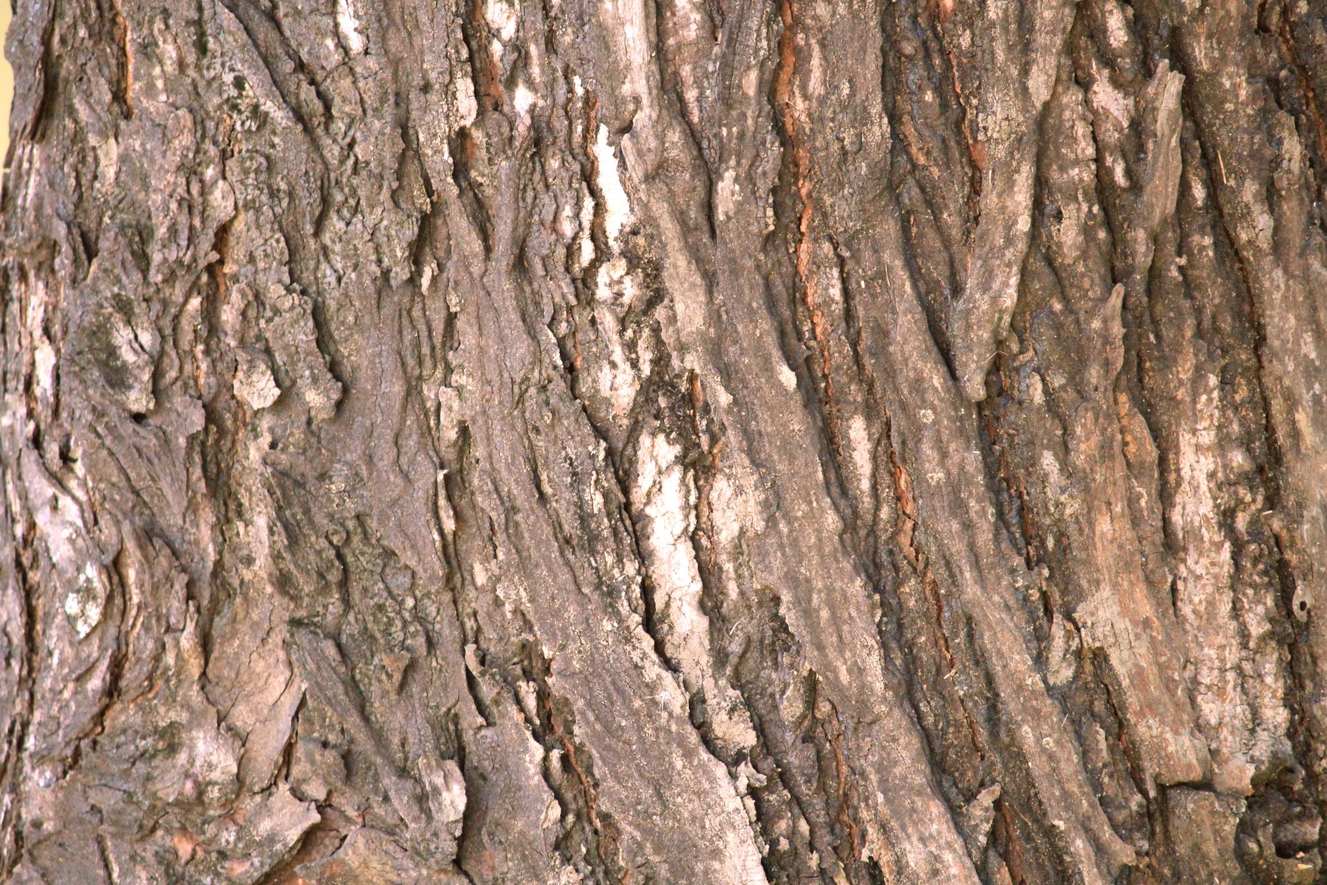 Tree Bark Texture Free Stock Photo - Public Domain Pictures