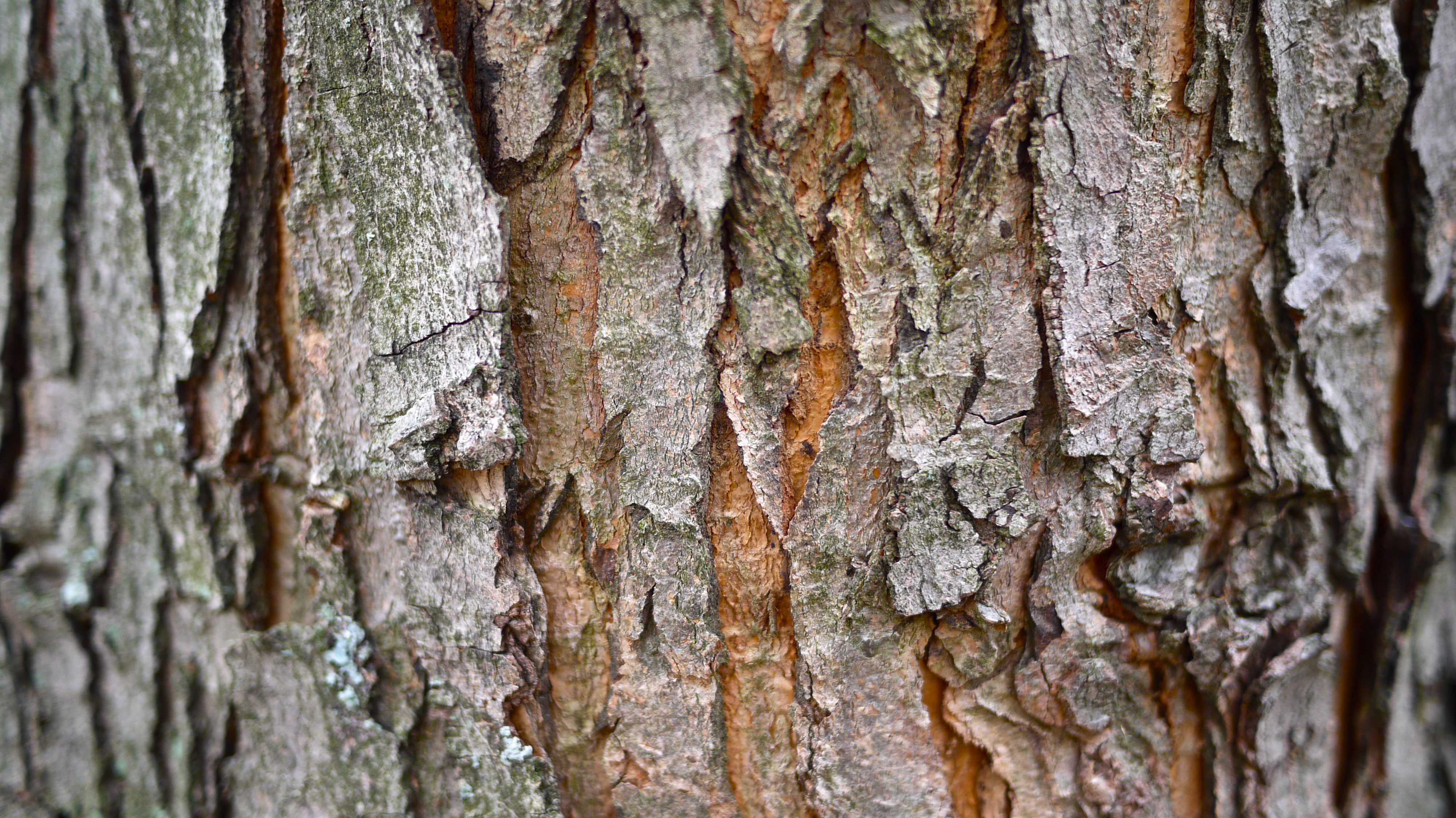 Tree bark texture background | No cost royalty free stock