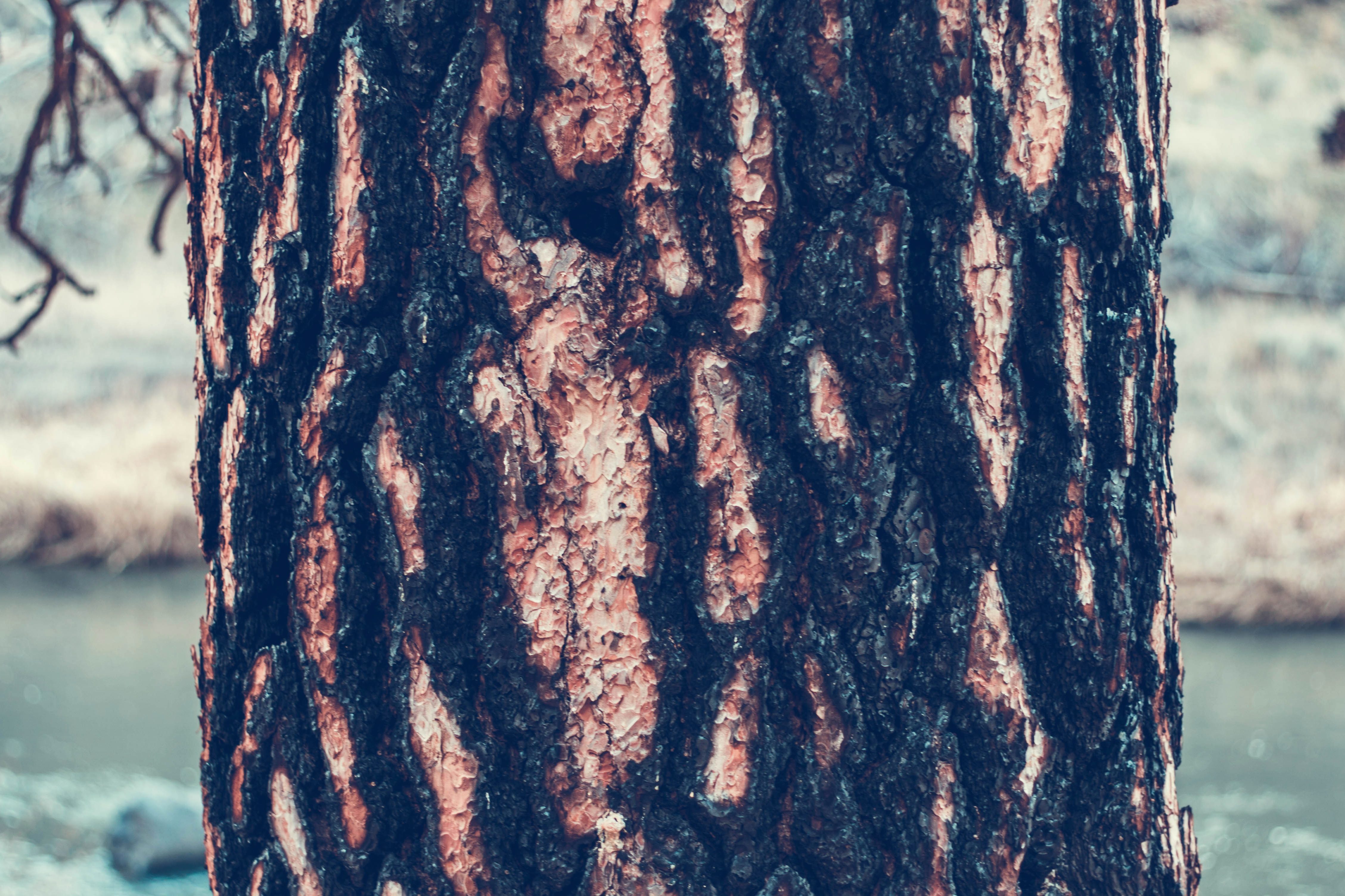 Bark texture photo