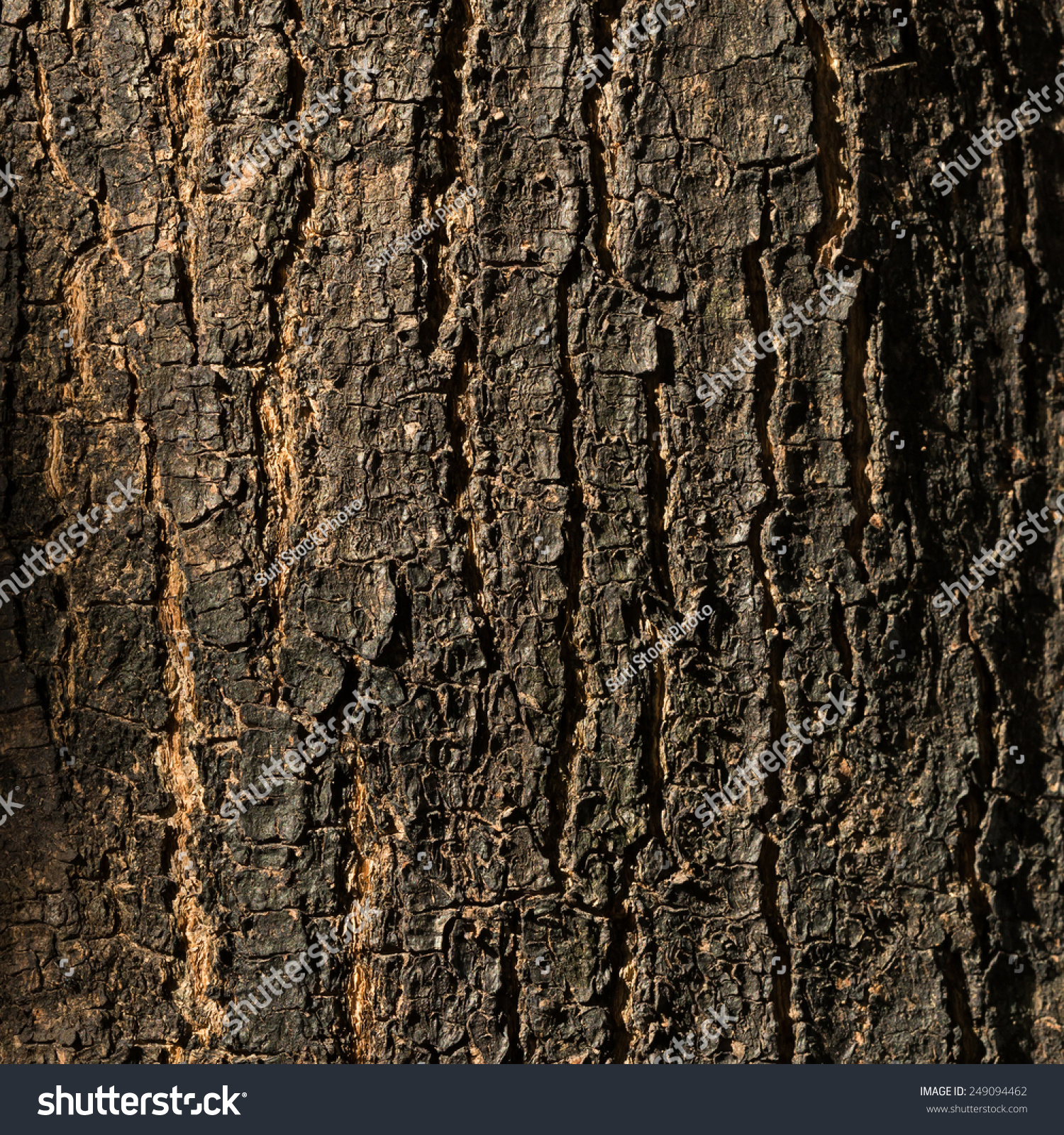 Dry Tree Bark Texture Background Closeup Stock Photo (Safe to Use ...