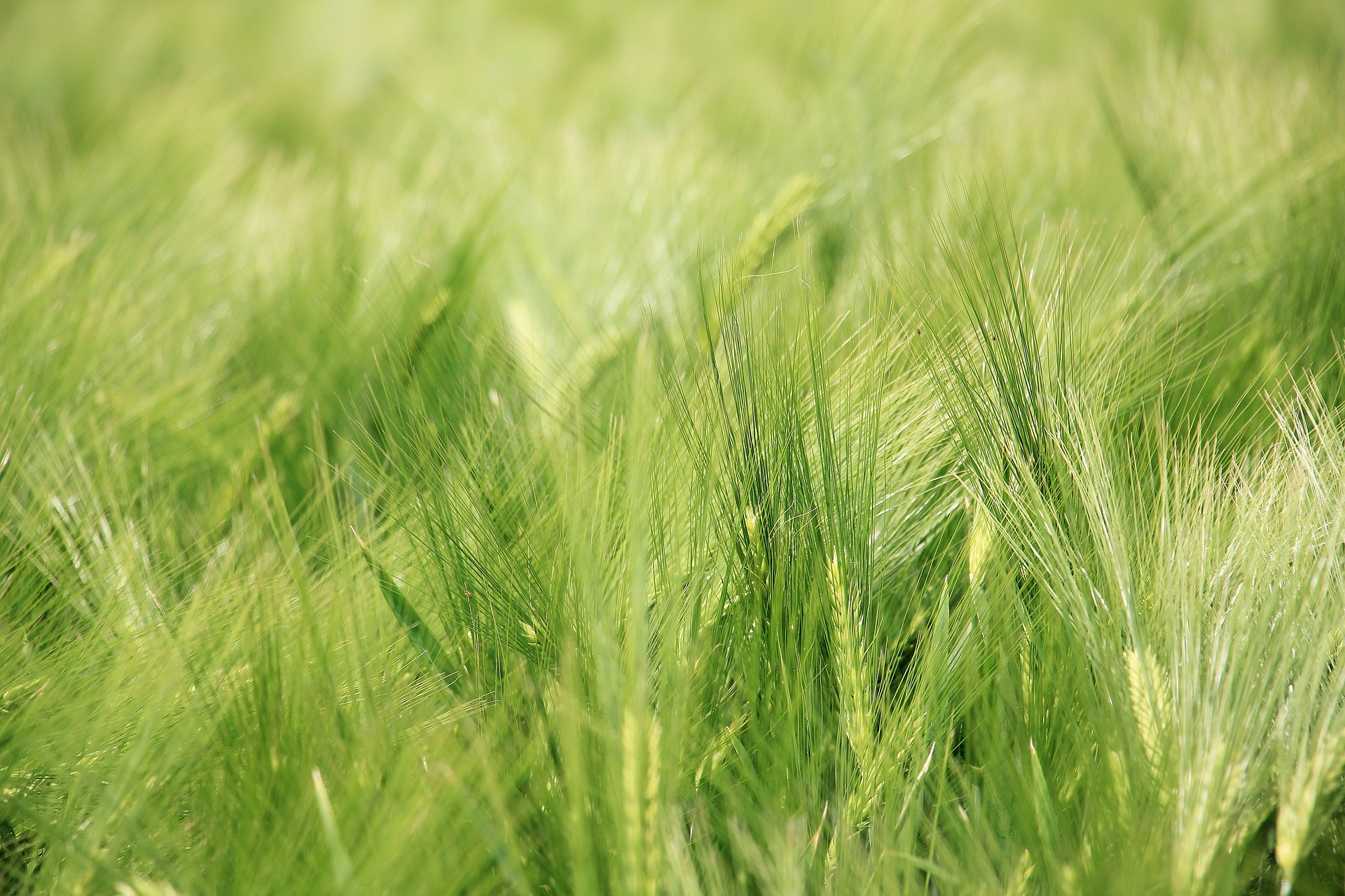 Barley field photo