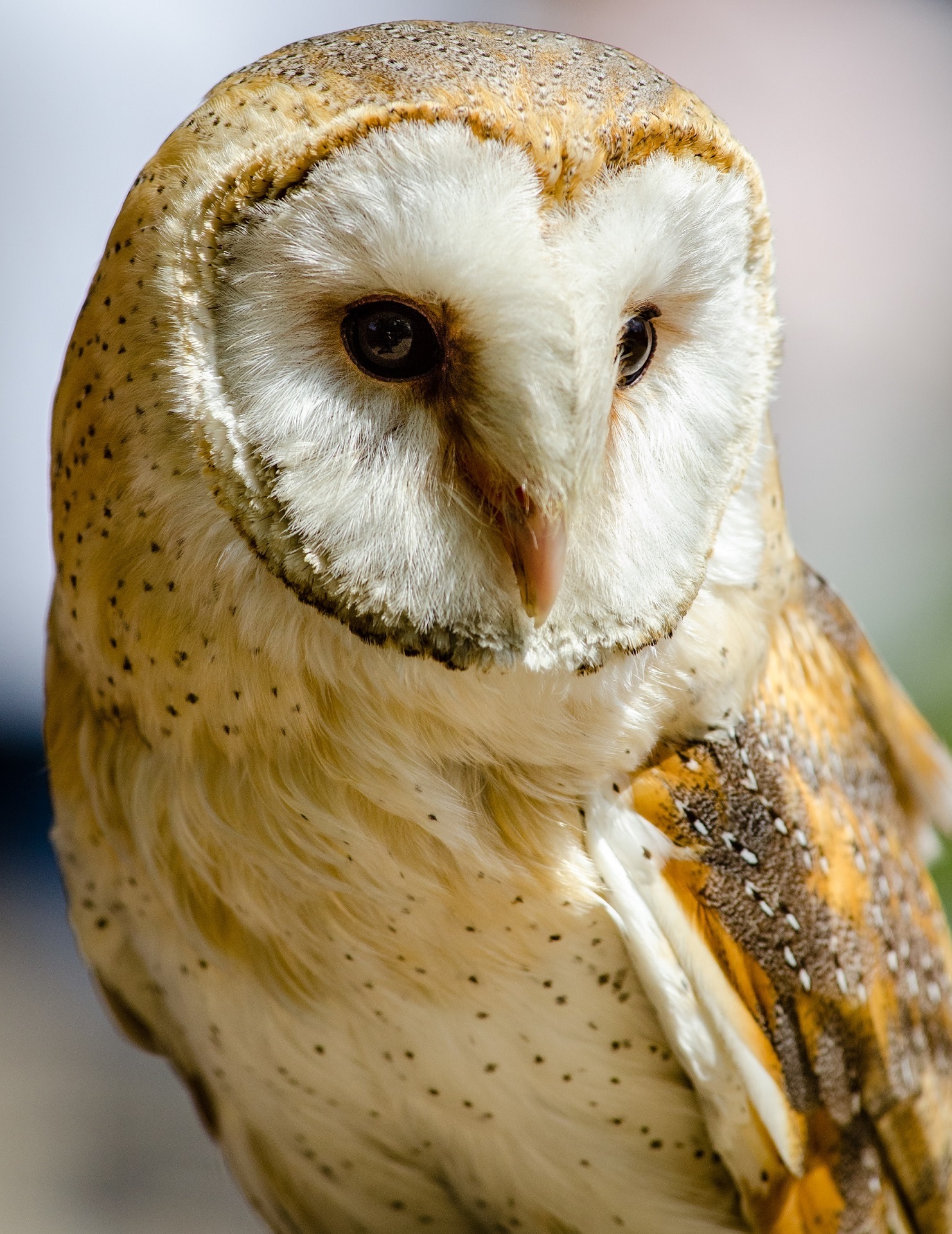 Barn owl photo