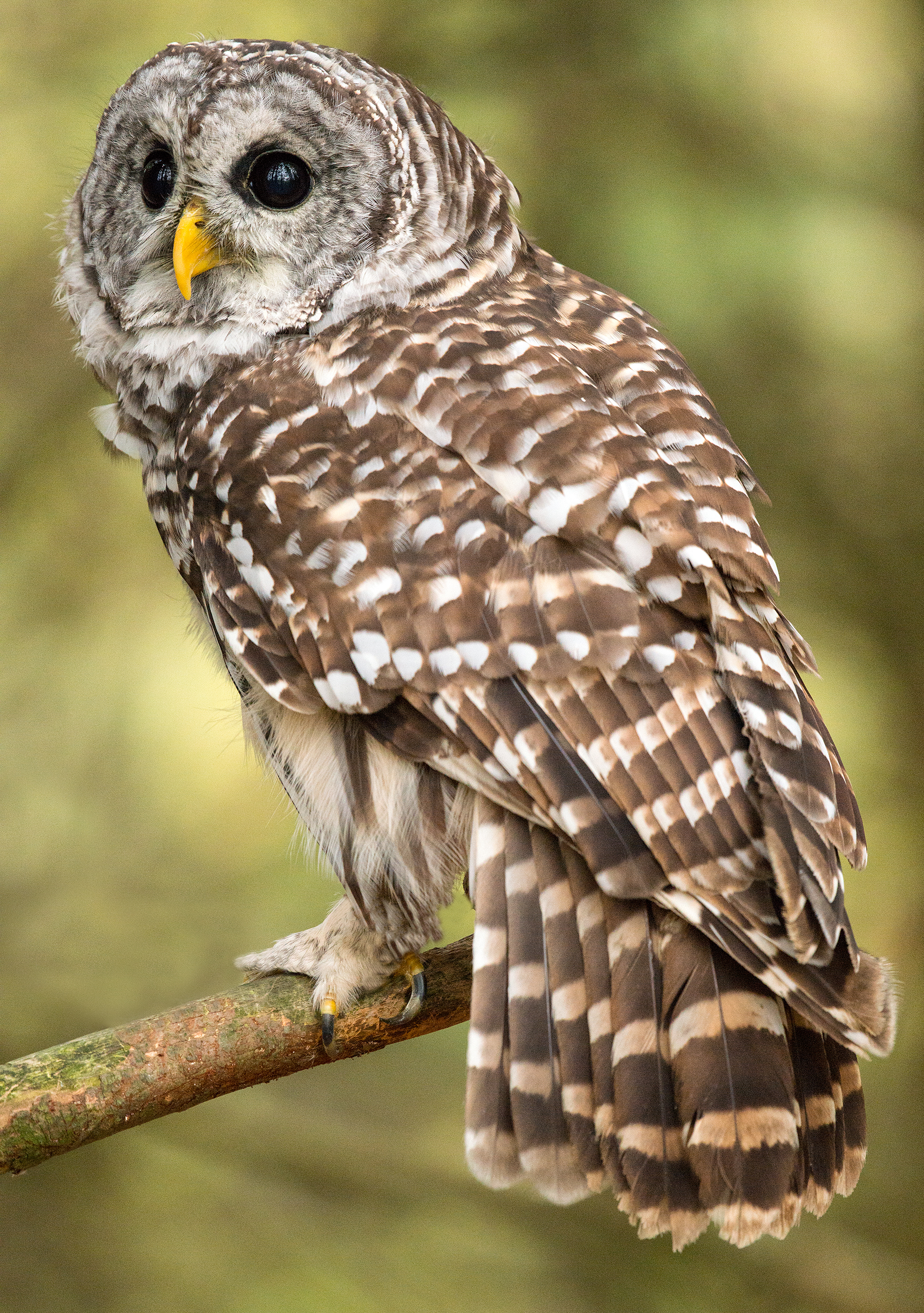Barred owl photo