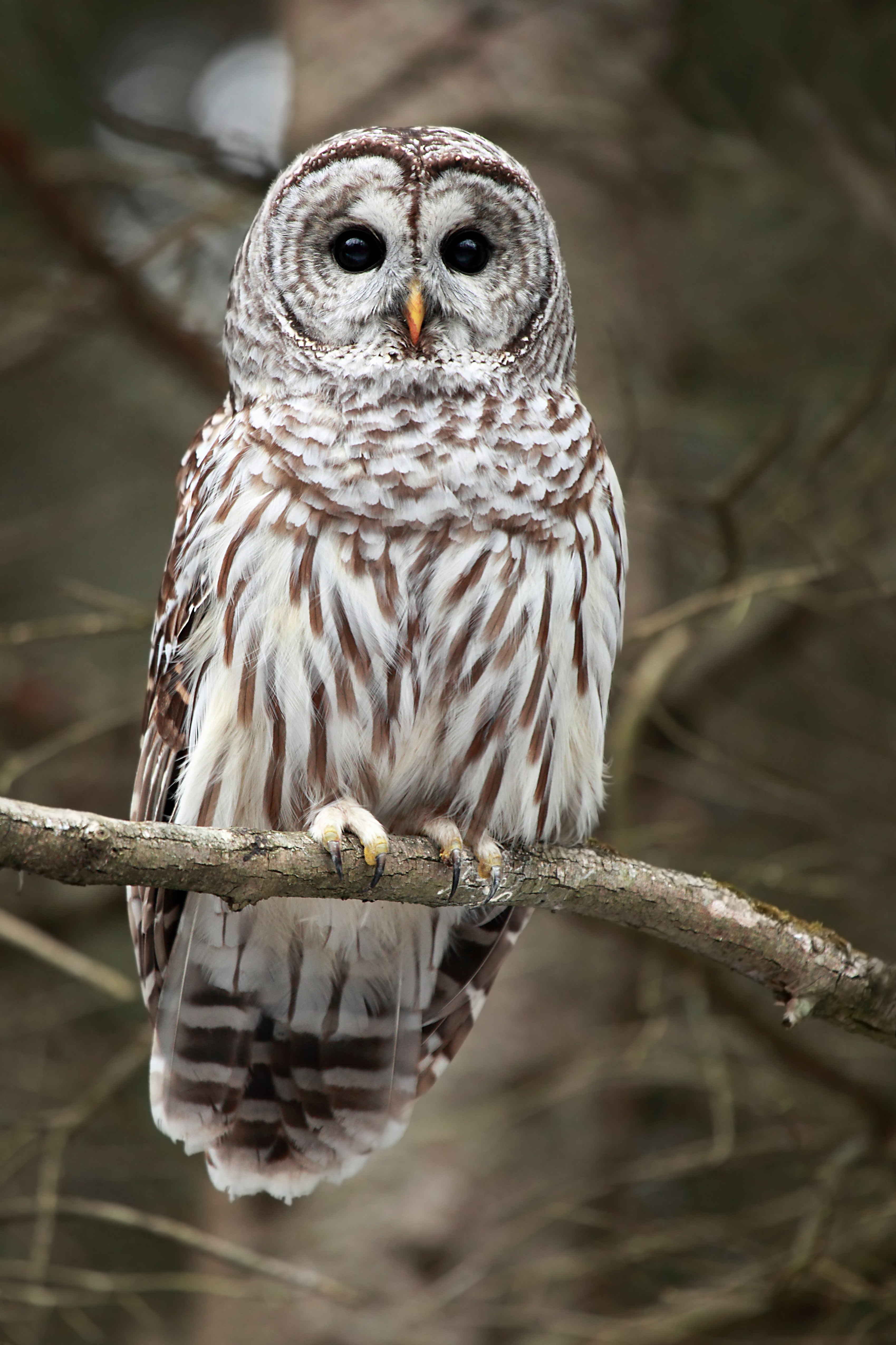 Barred Owl |