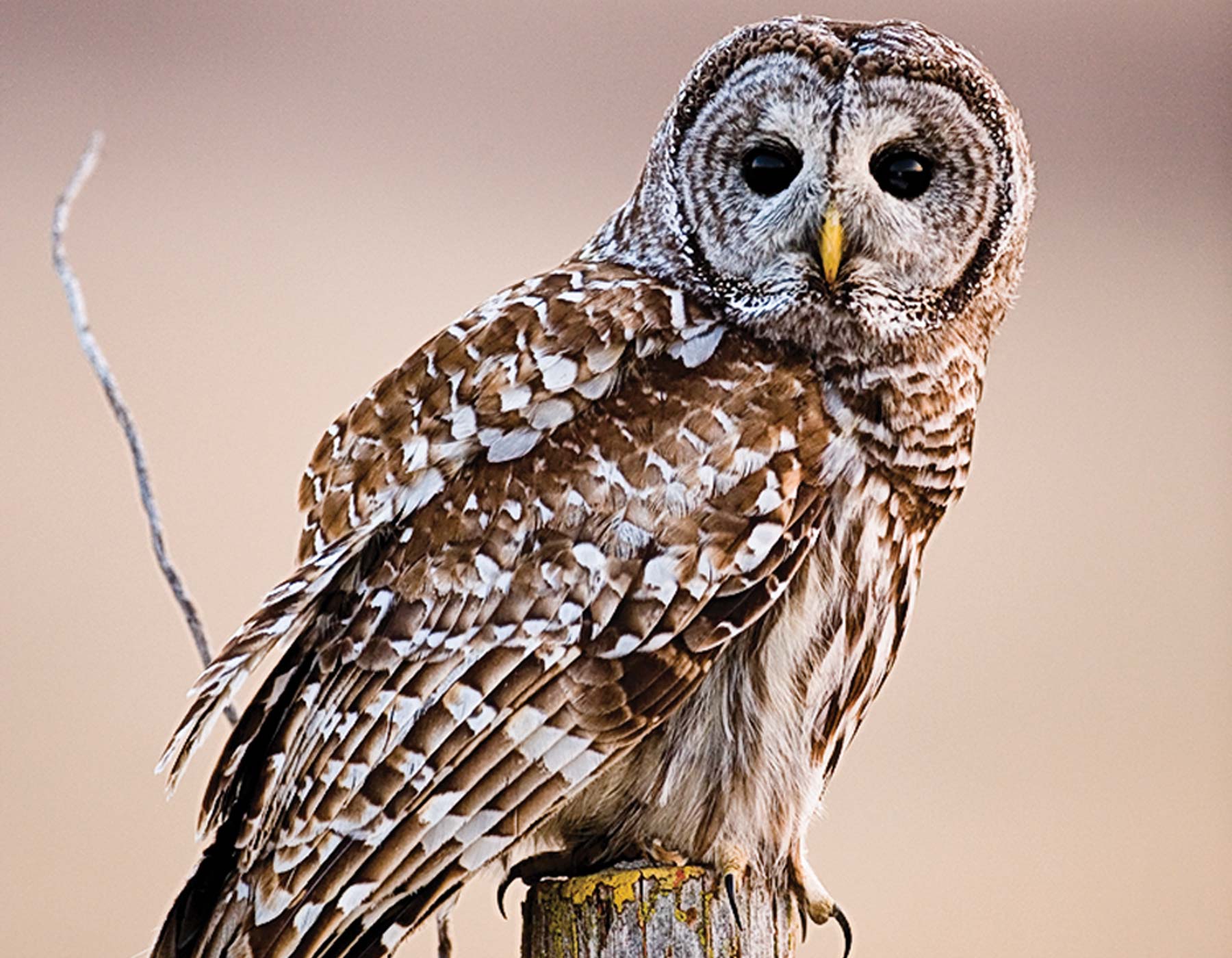 Barred owl nest a backyard wildlife watching treat | Missouri ...
