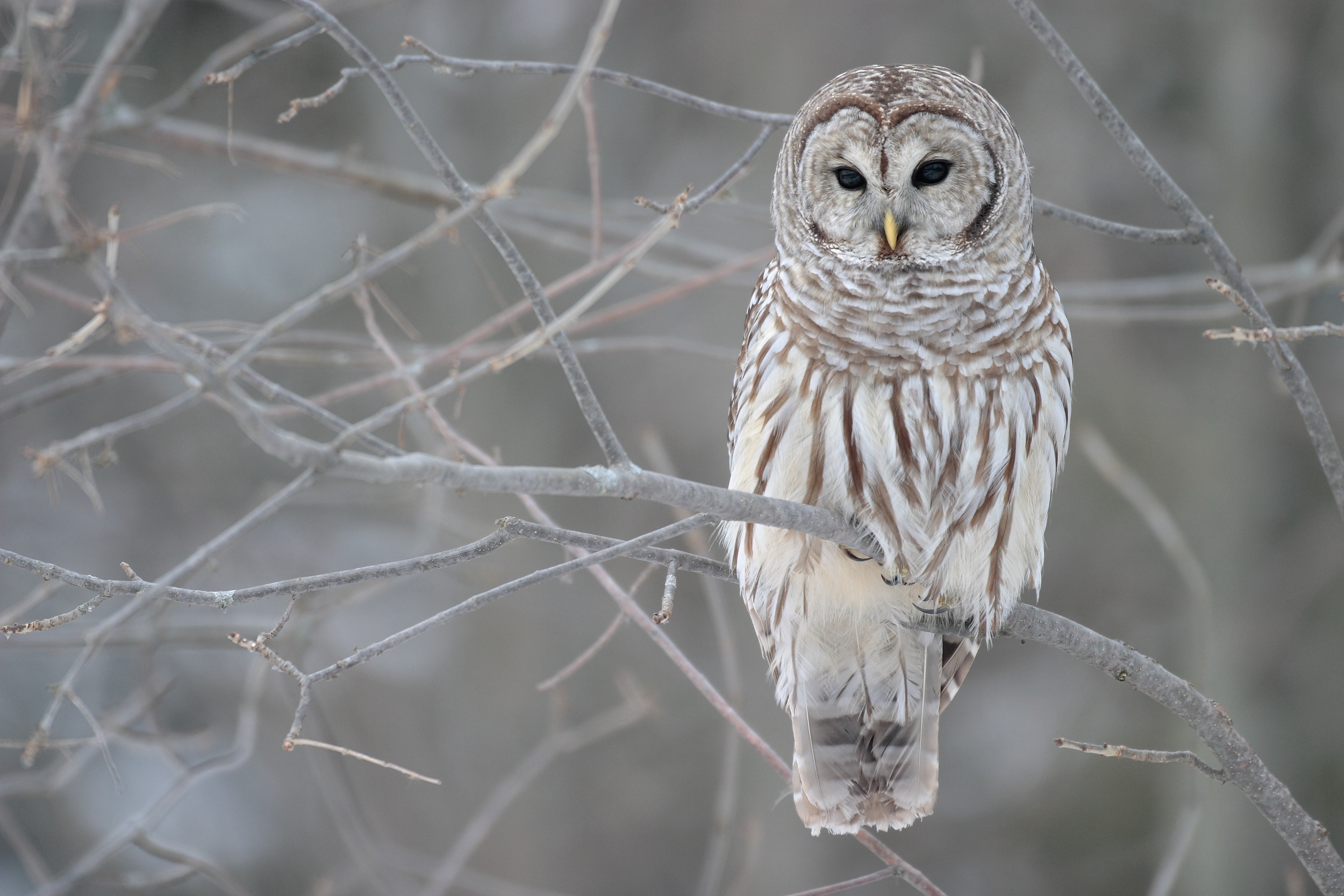 Barred owl - Wikipedia