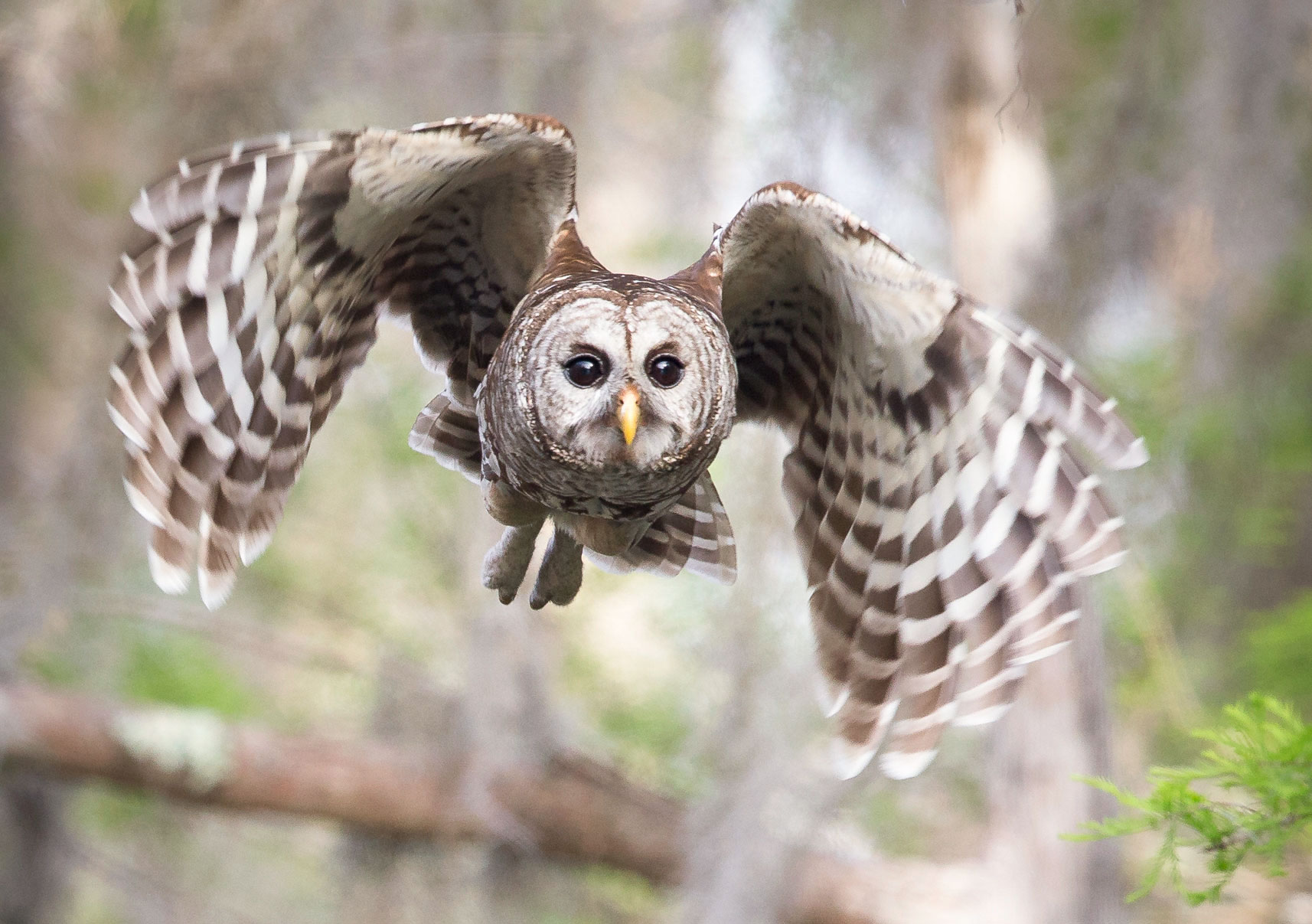 Hear the Many Different Hoots of the Barred Owl | Audubon