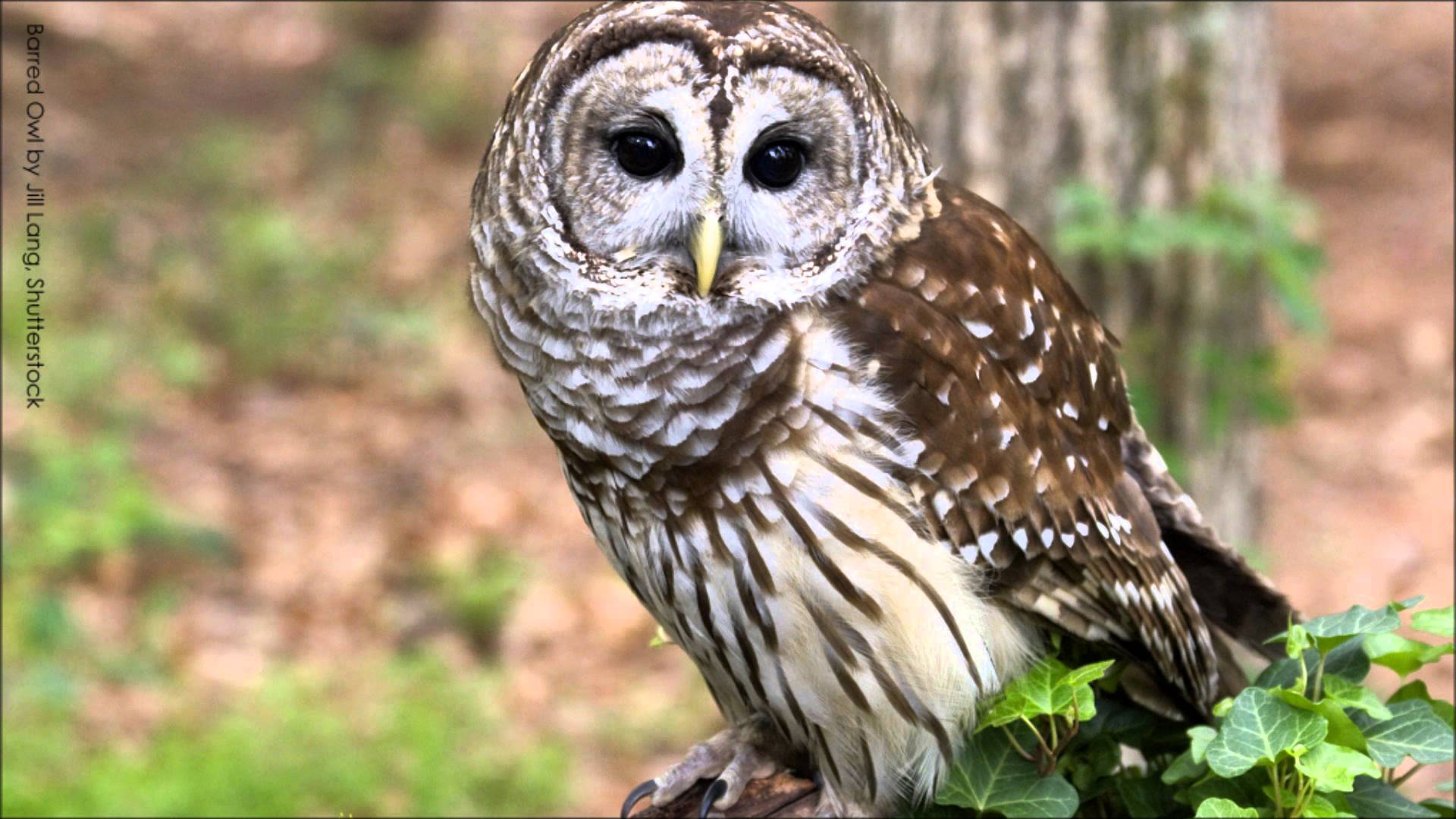 Barred Owl Calls - YouTube