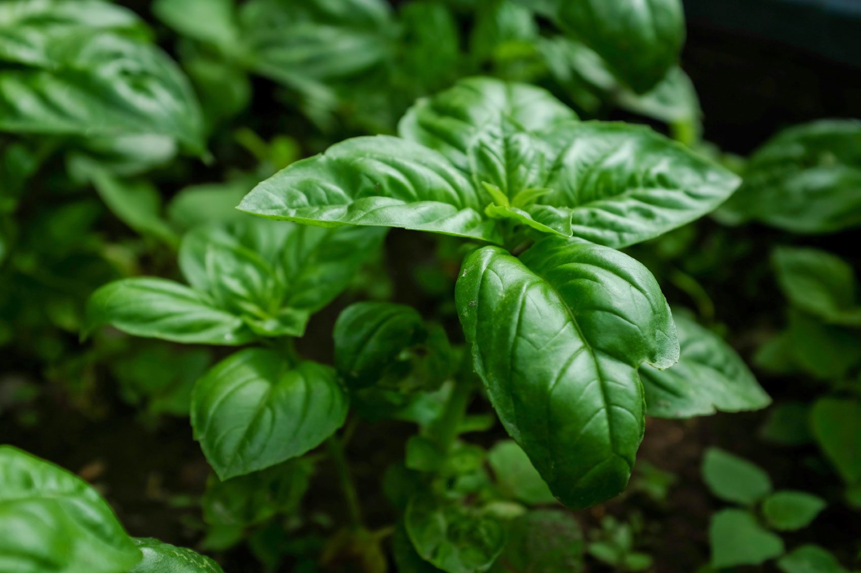 Basil Cold Hardiness ? Learn About Basil And Cold Weather Tolerance