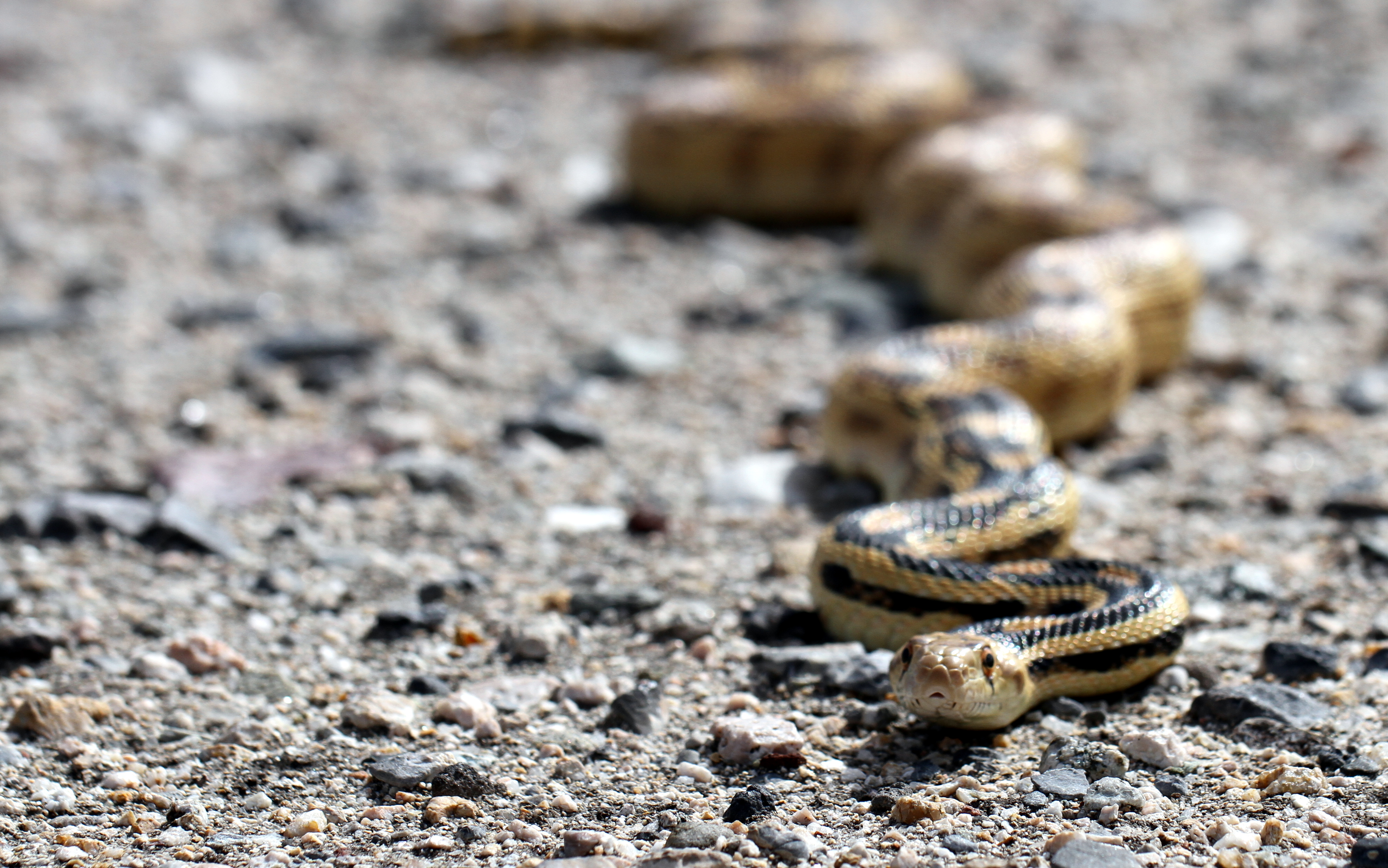 File:Great Basin Gopher Snake - Flickr - GregTheBusker.jpg ...